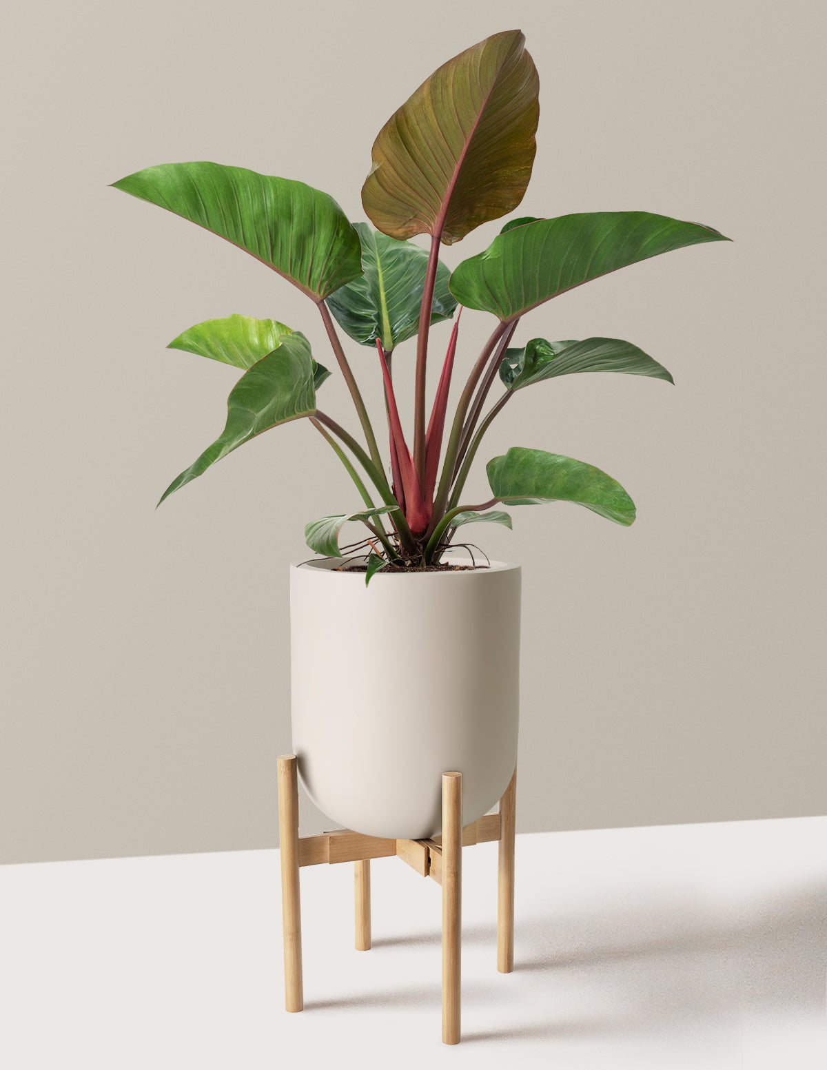 Large Philodendron Rojo Congo