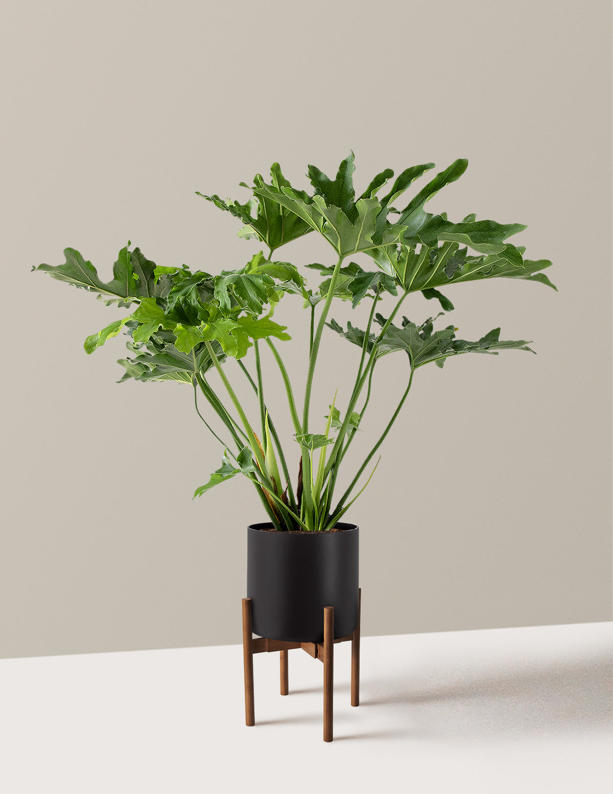Large Philodendron Selloum Hope