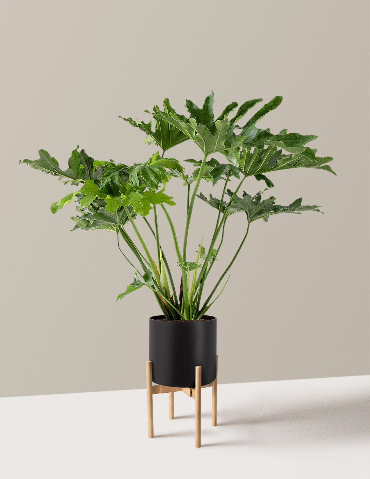 Large Philodendron Selloum Hope