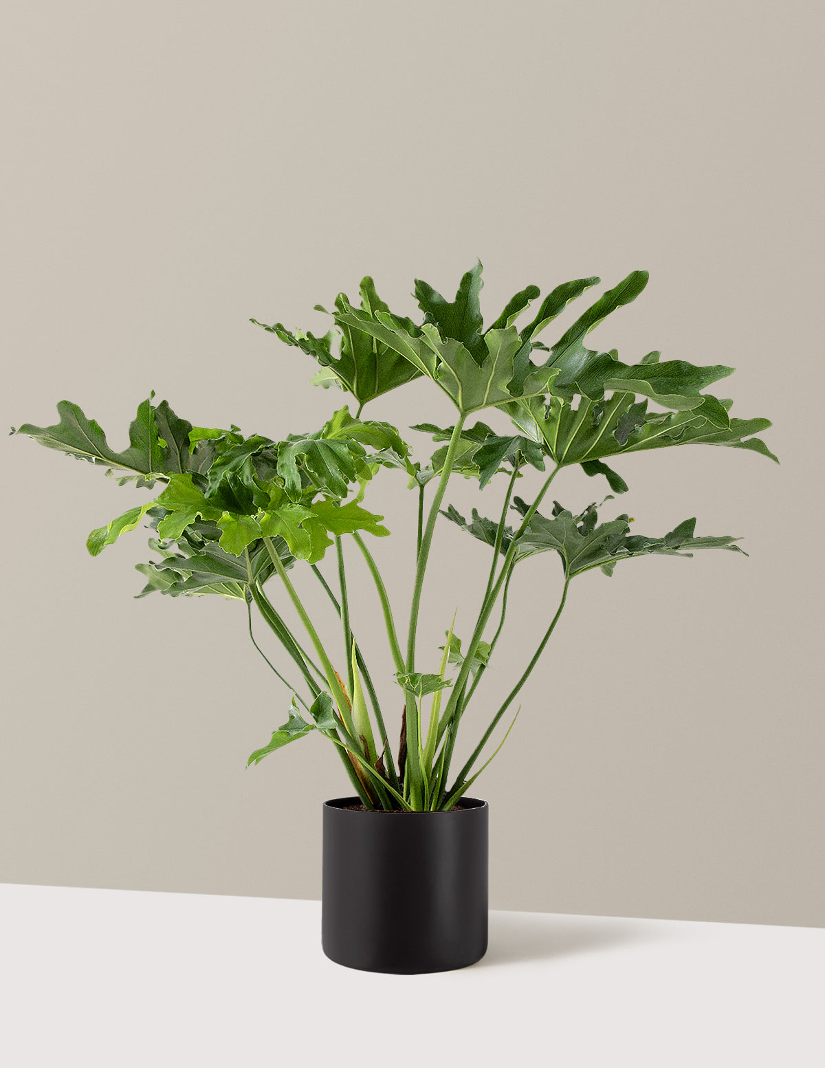 Large Philodendron Selloum Hope