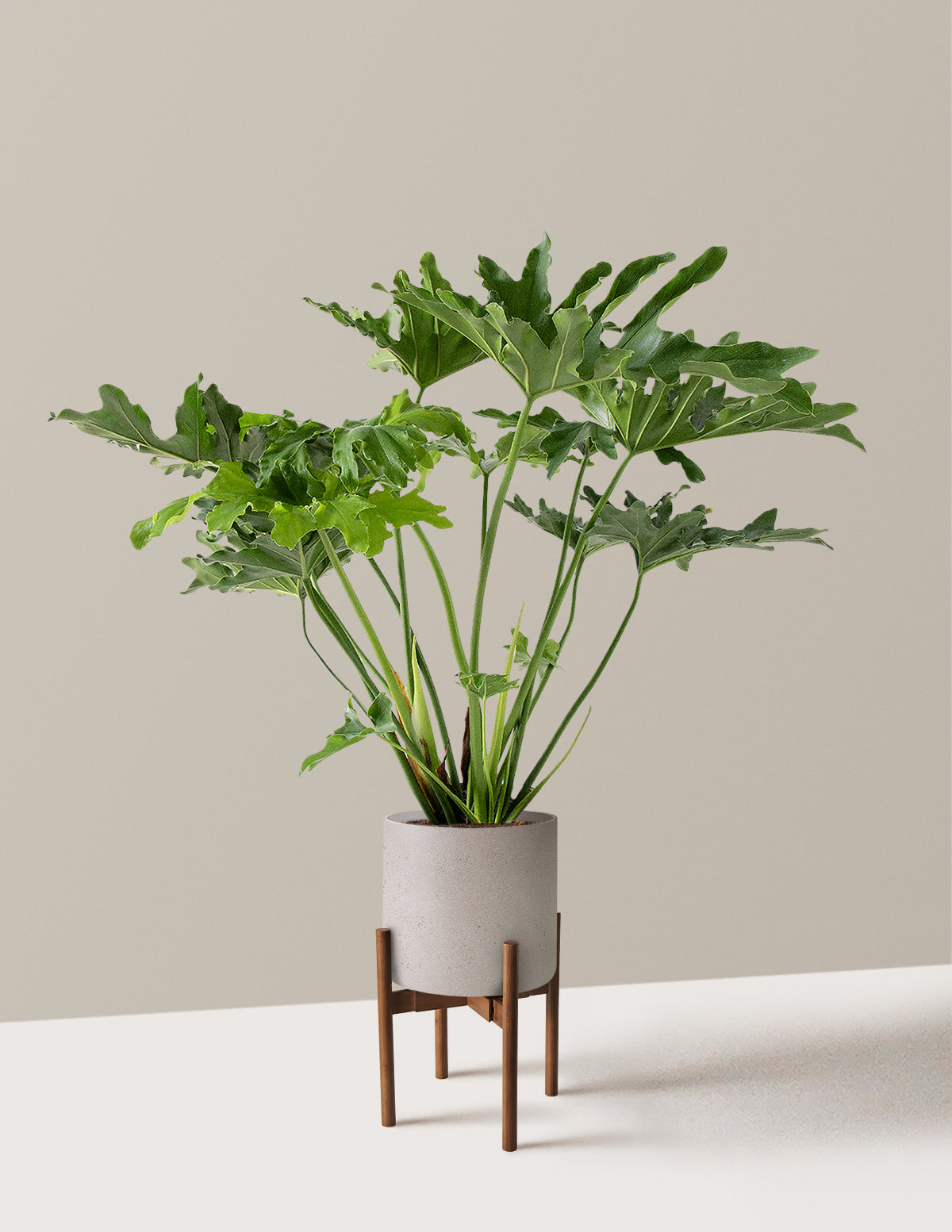 Large Philodendron Selloum Hope