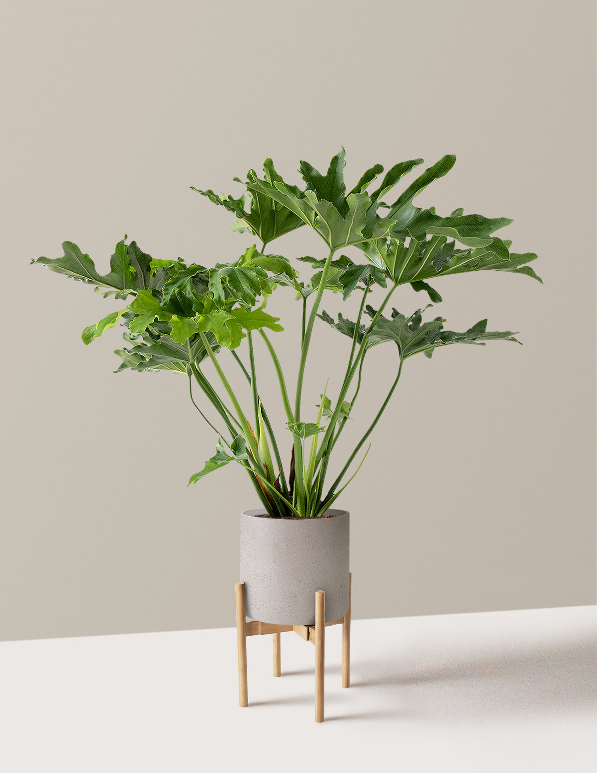 Large Philodendron Selloum Hope