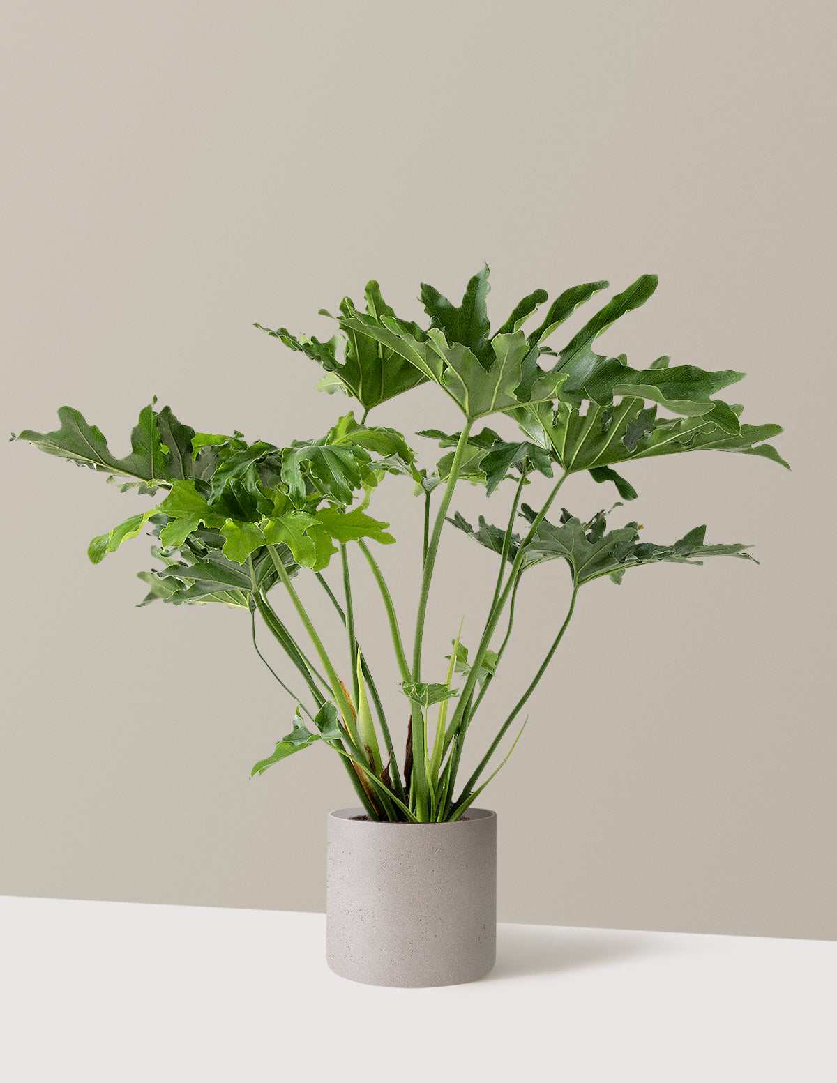 Large Philodendron Selloum Hope