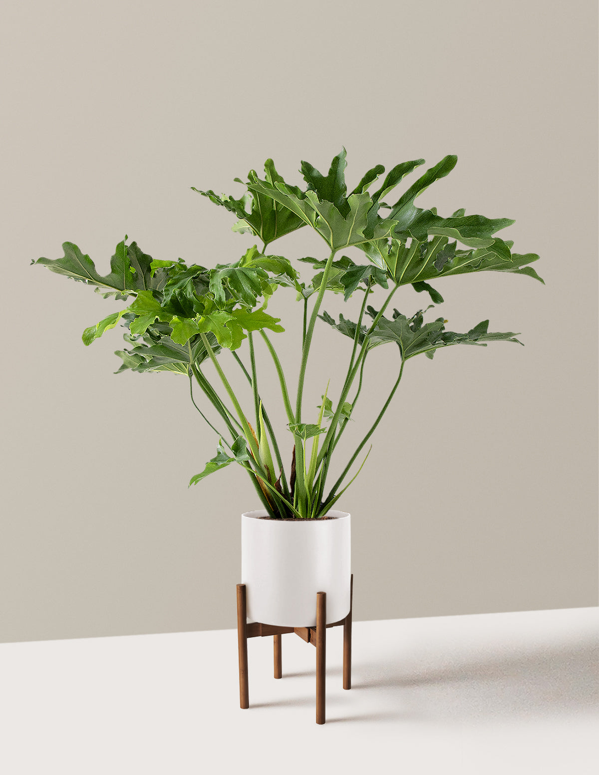Large Philodendron Selloum Hope