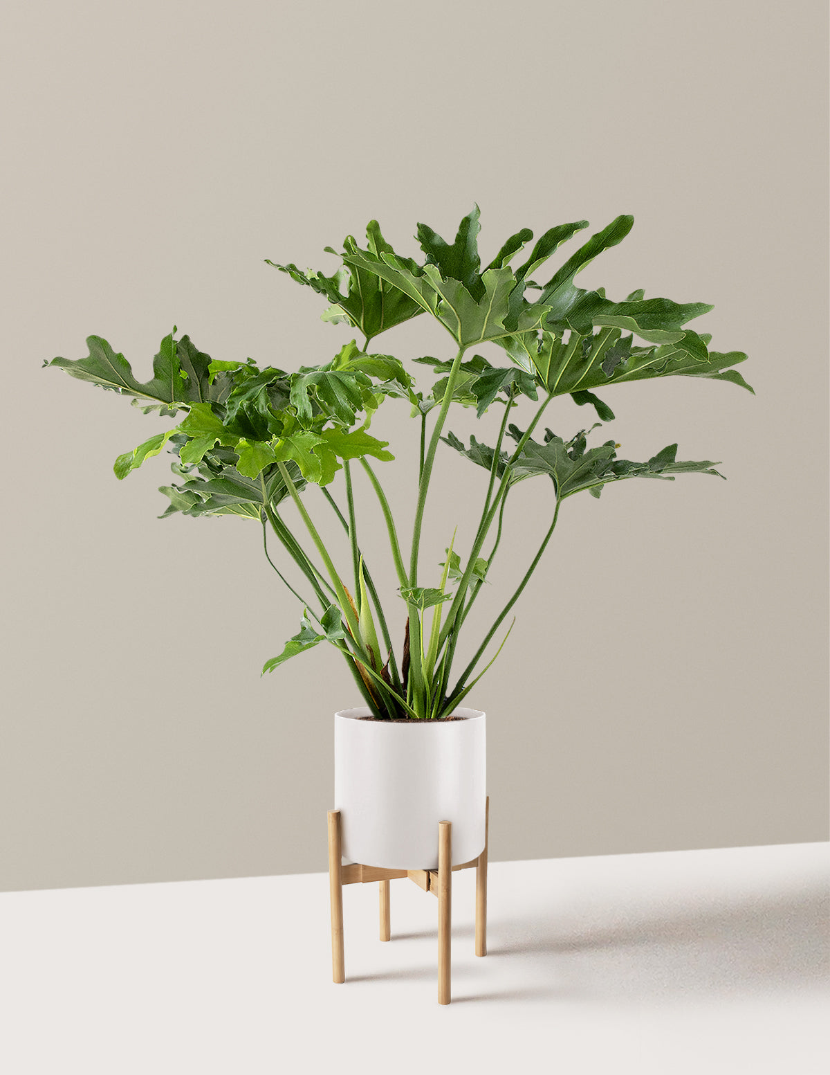 Large Philodendron Selloum Hope