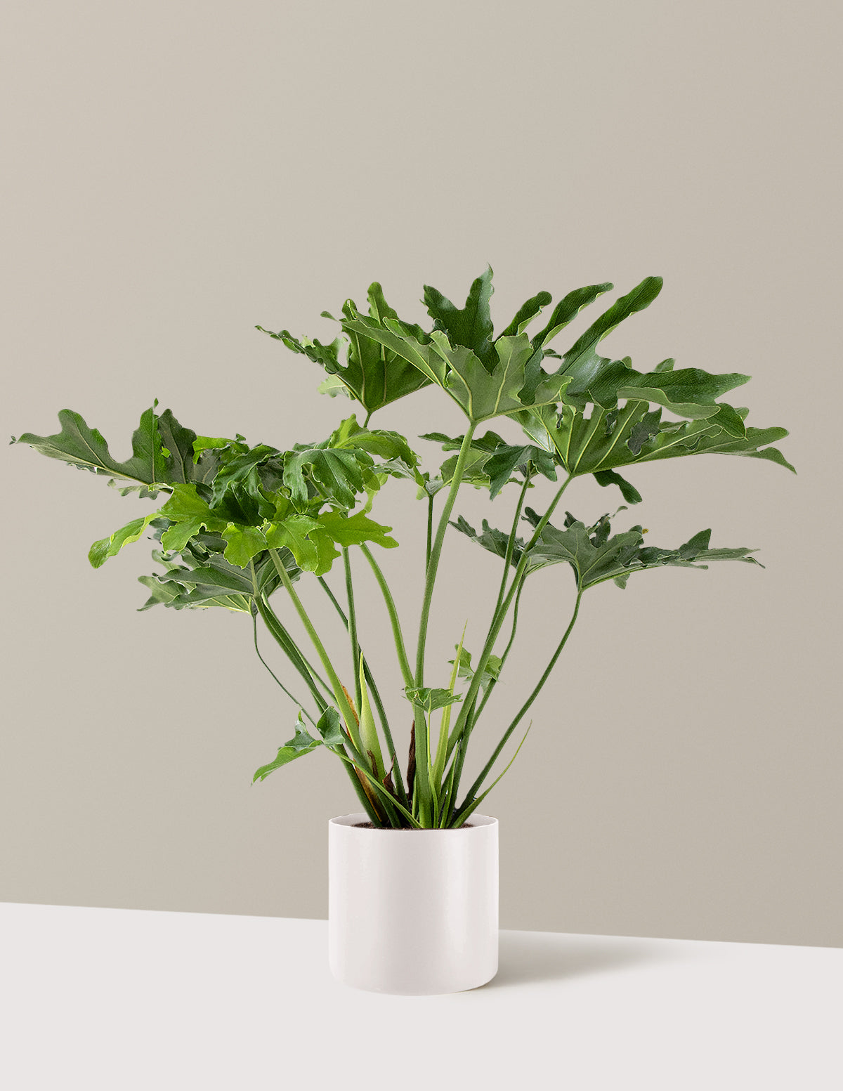 Large Philodendron Selloum Hope