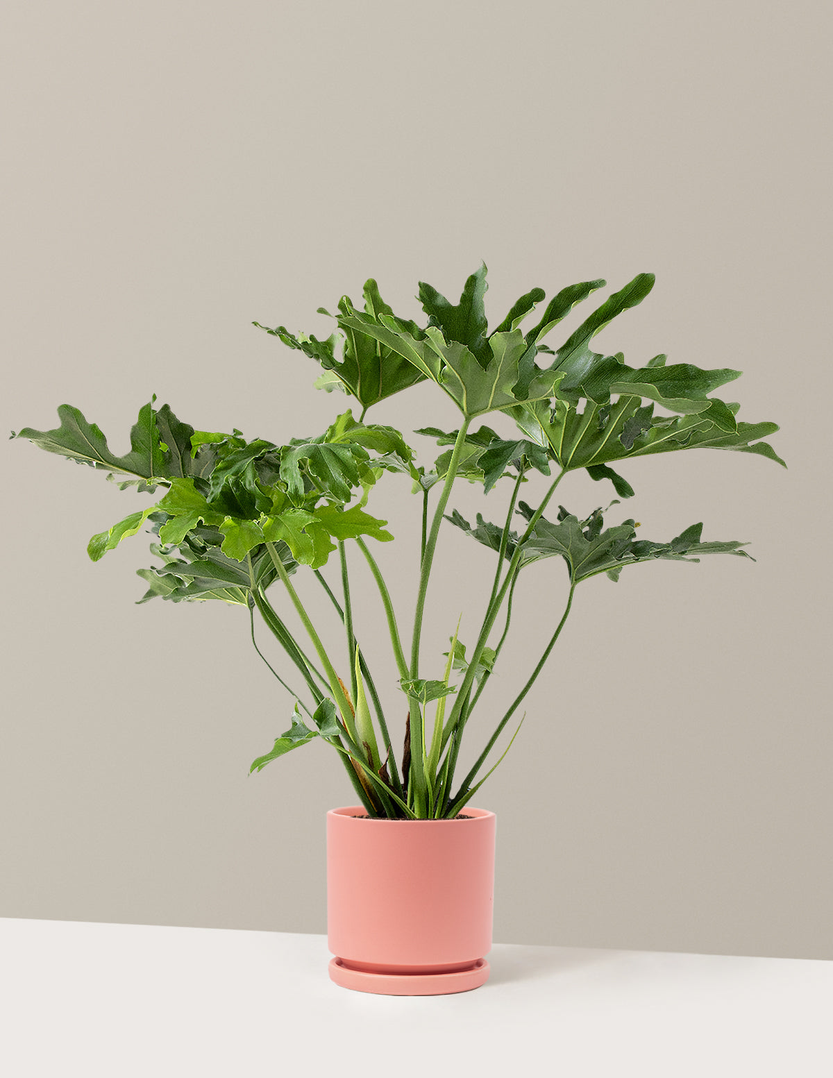 Large Philodendron Selloum Hope