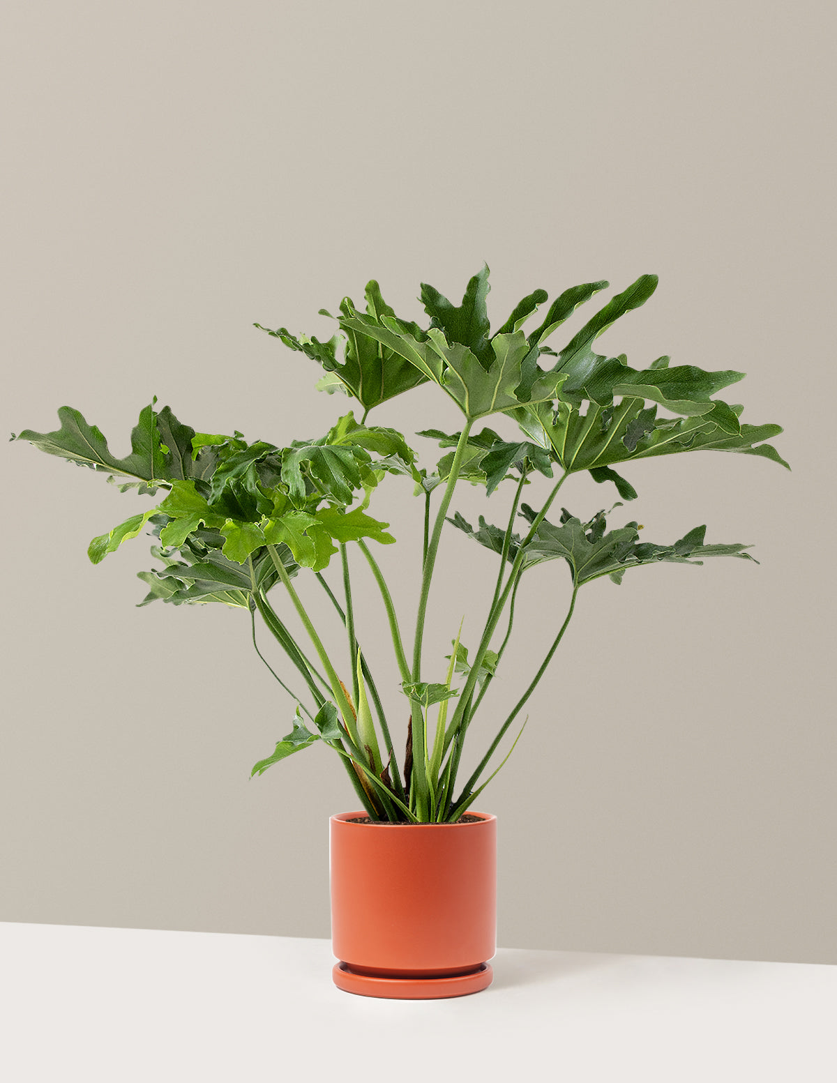 Large Philodendron Selloum Hope