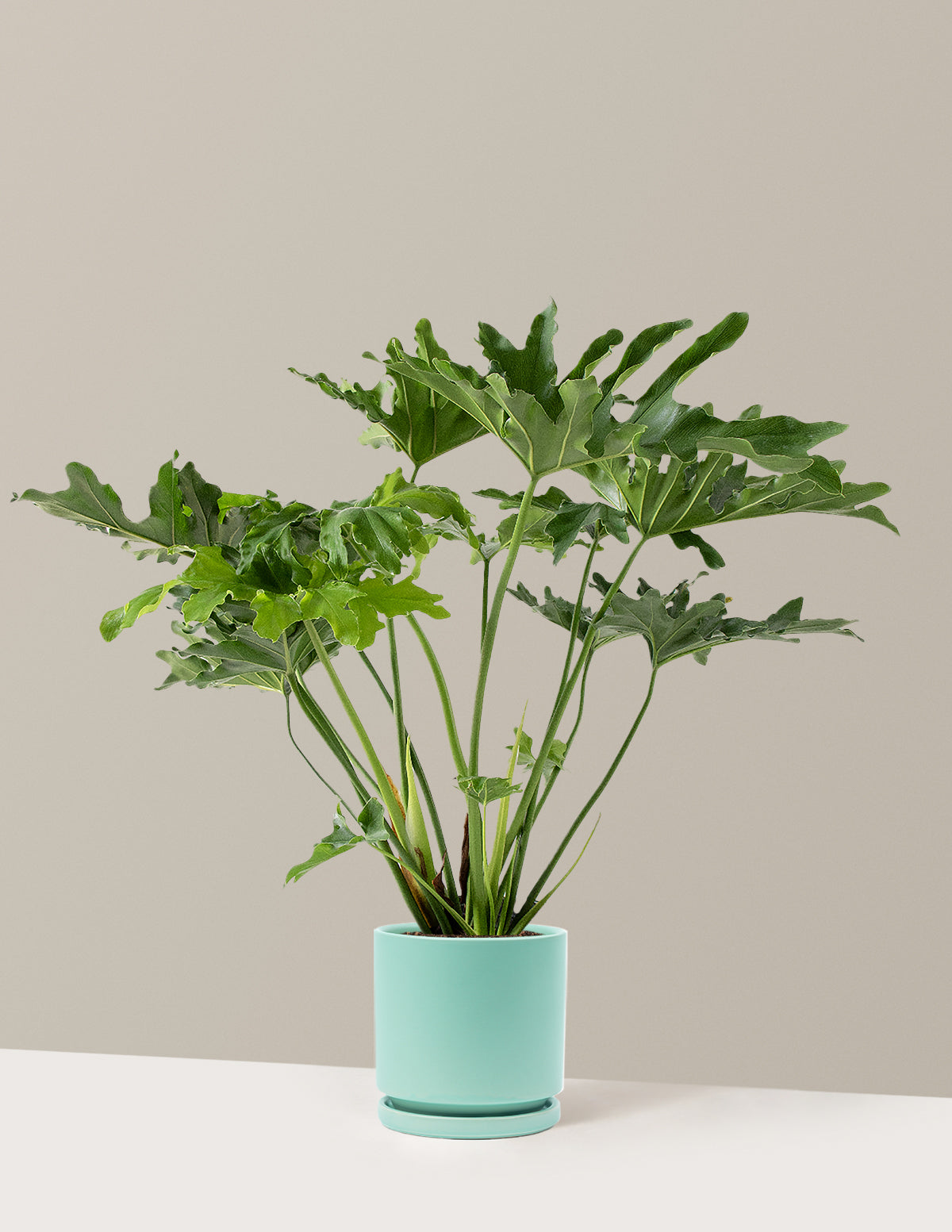 Large Philodendron Selloum Hope