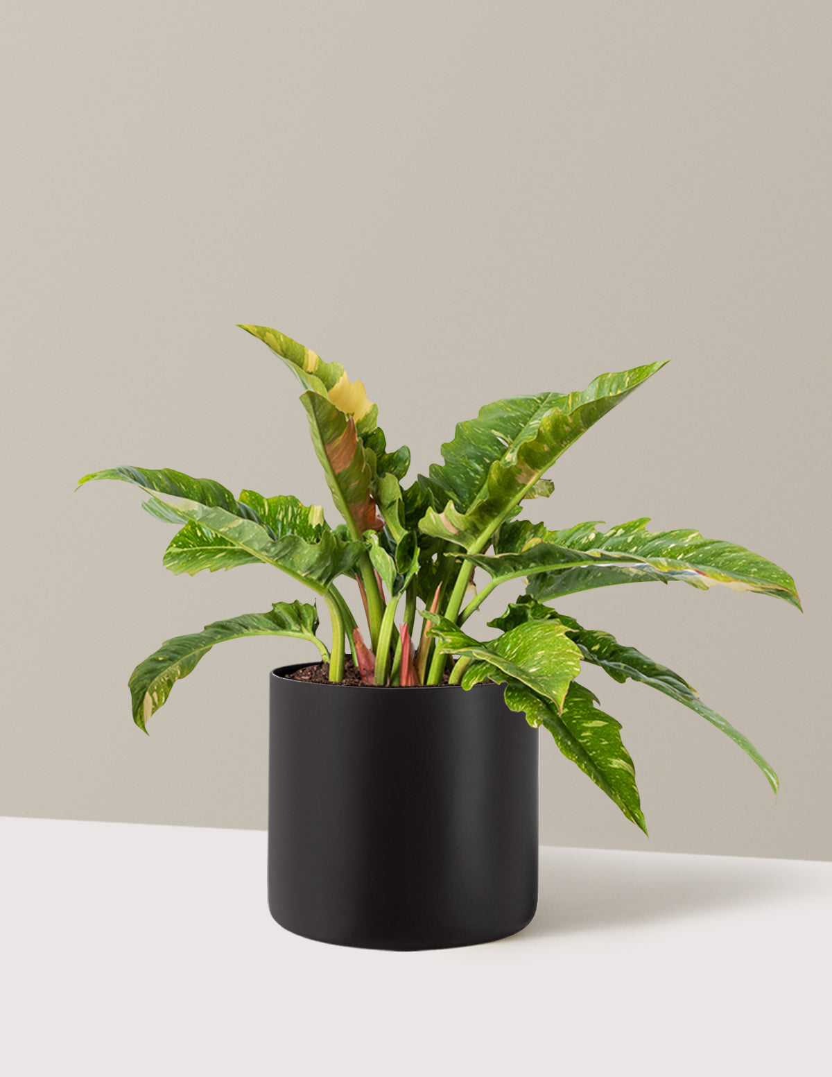 Philodendron Ring of Fire