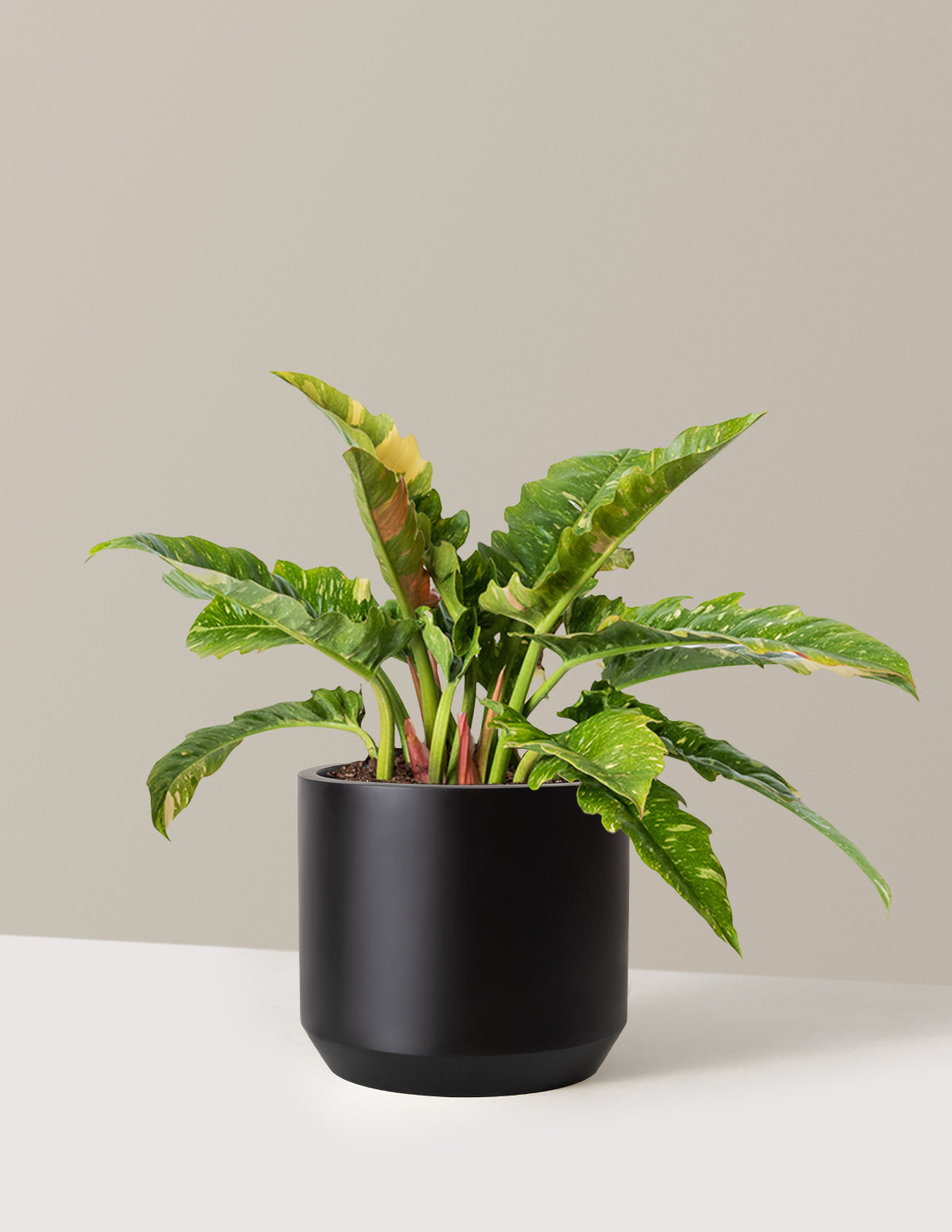 Philodendron Ring of Fire