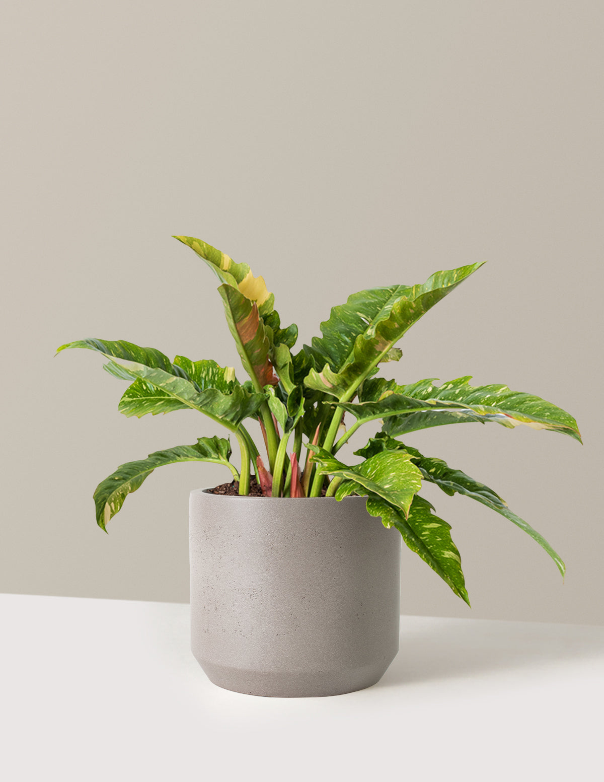 Philodendron Ring of Fire