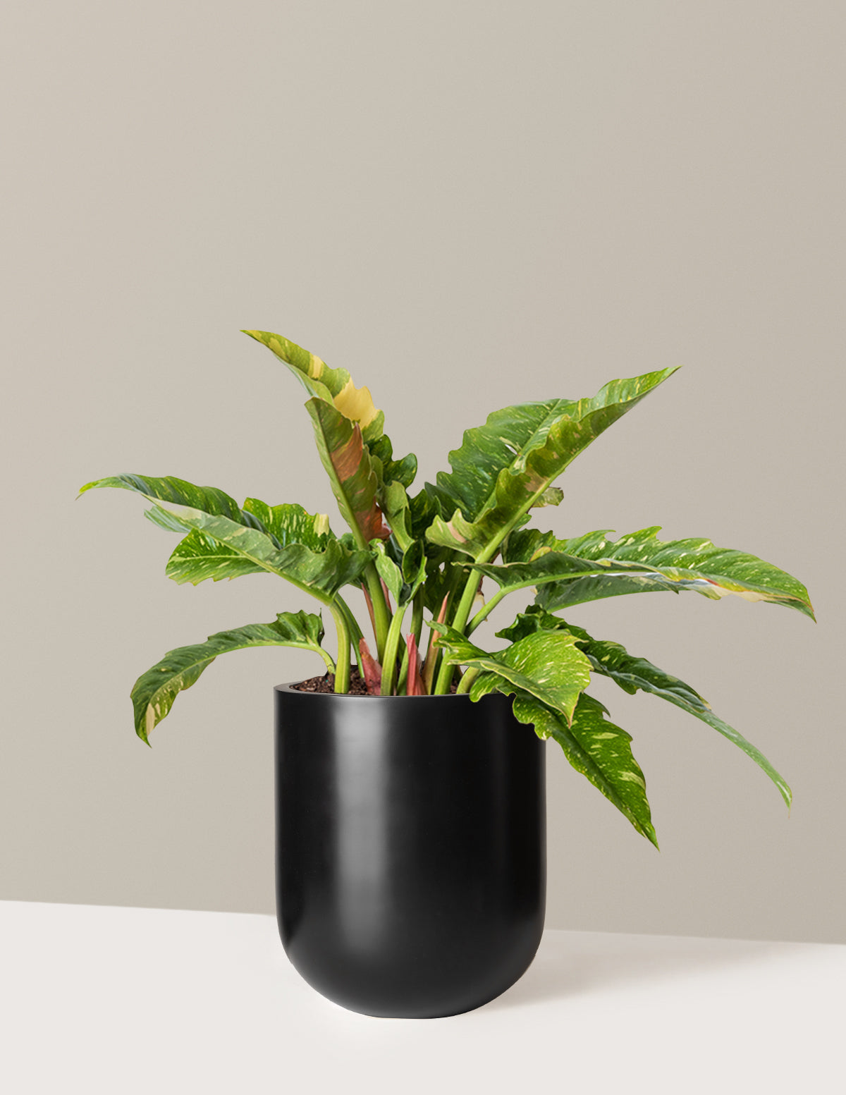Philodendron Ring of Fire