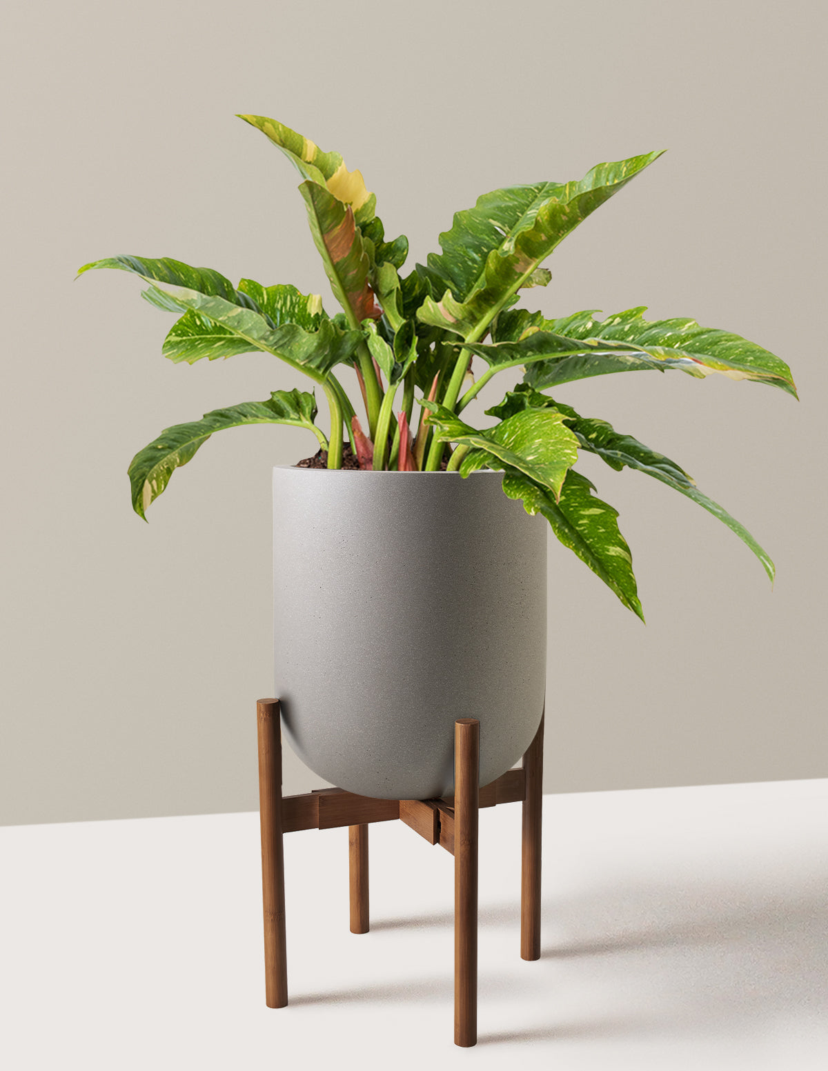Philodendron Ring of Fire