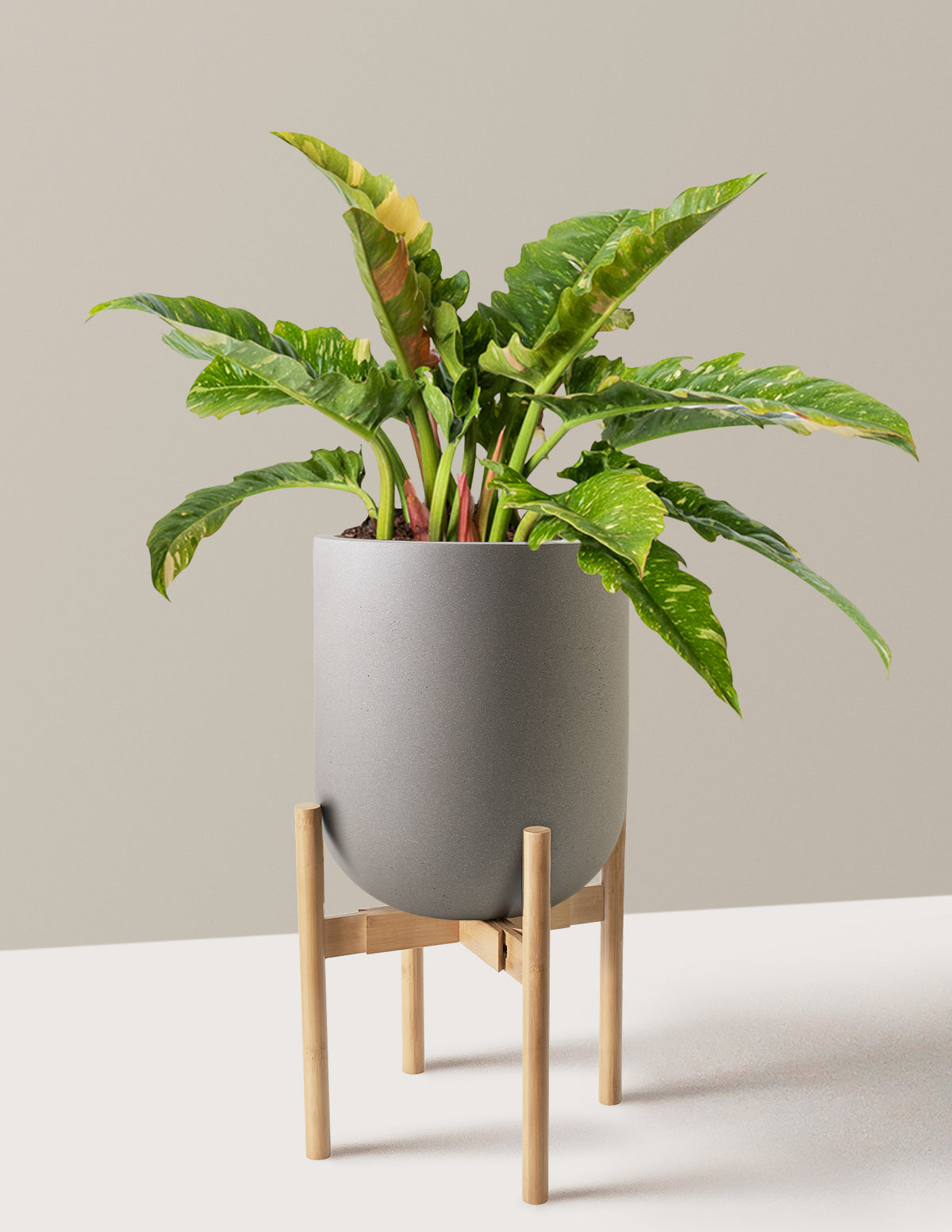 Philodendron Ring of Fire