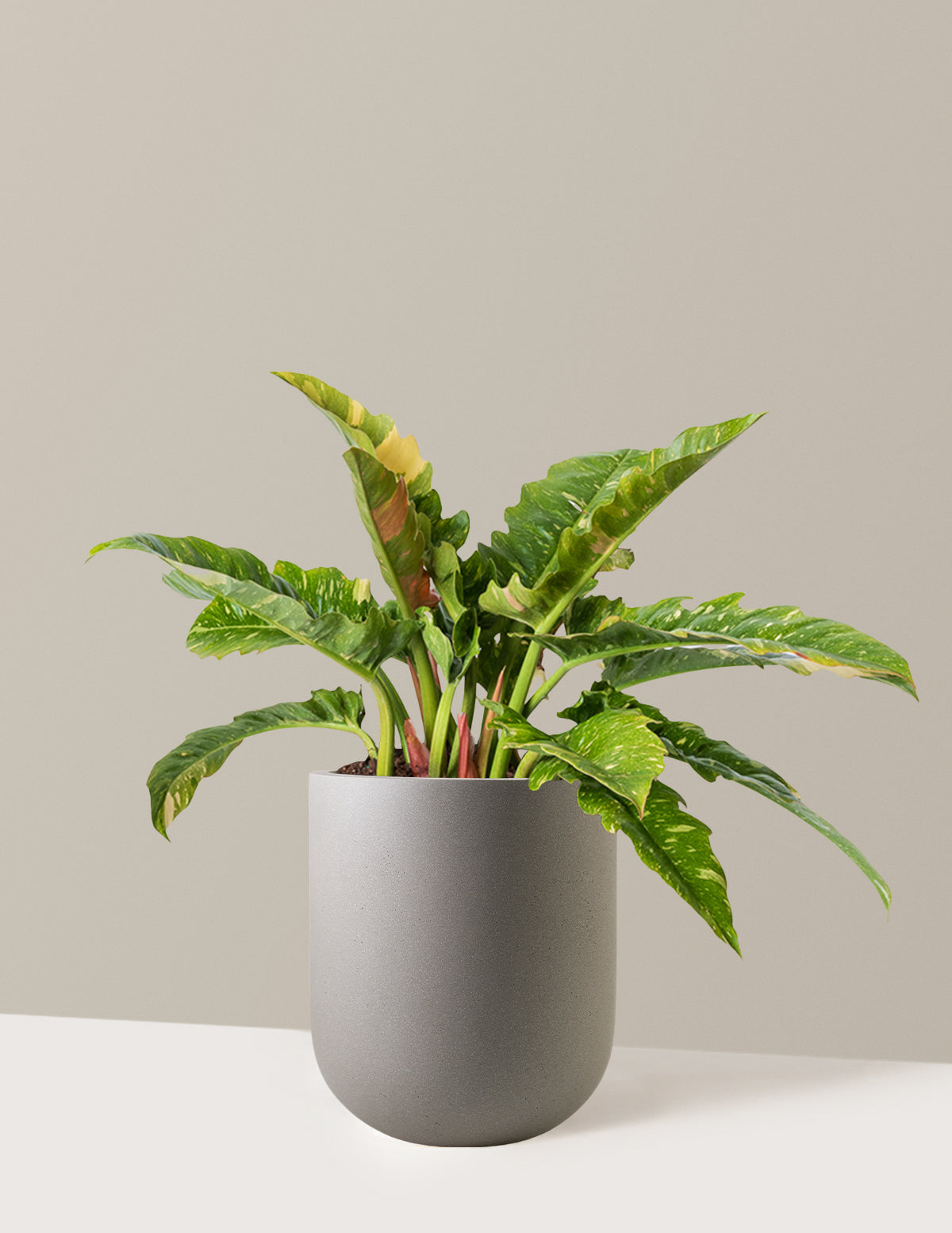 Philodendron Ring of Fire