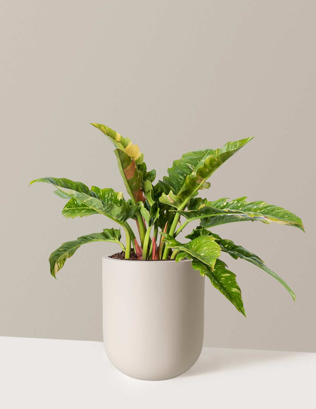 Philodendron Ring of Fire