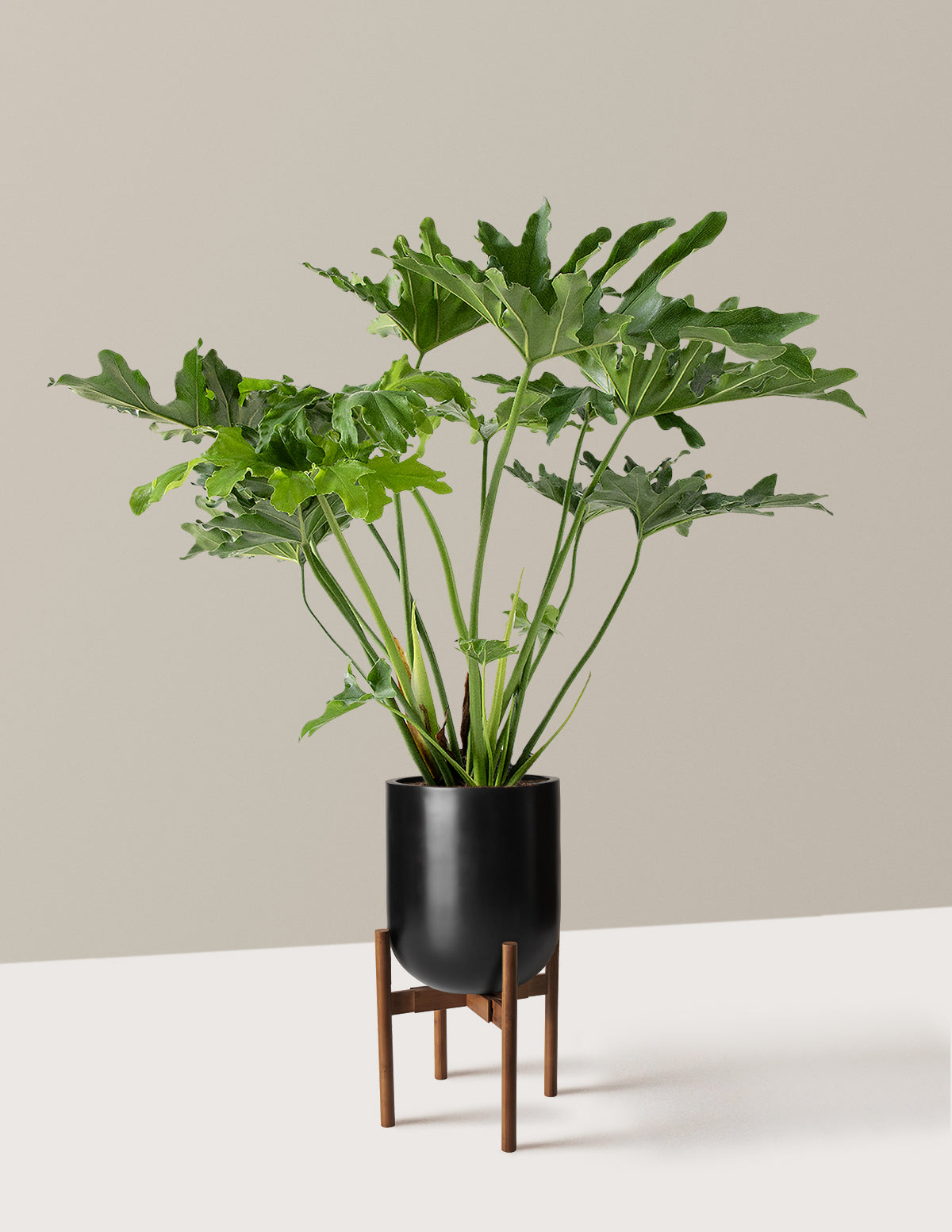 Large Philodendron Selloum Hope