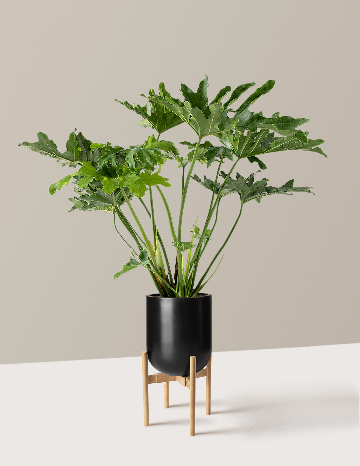 Large Philodendron Selloum Hope
