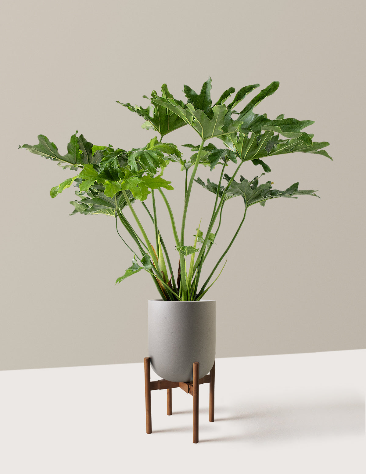 Large Philodendron Selloum Hope