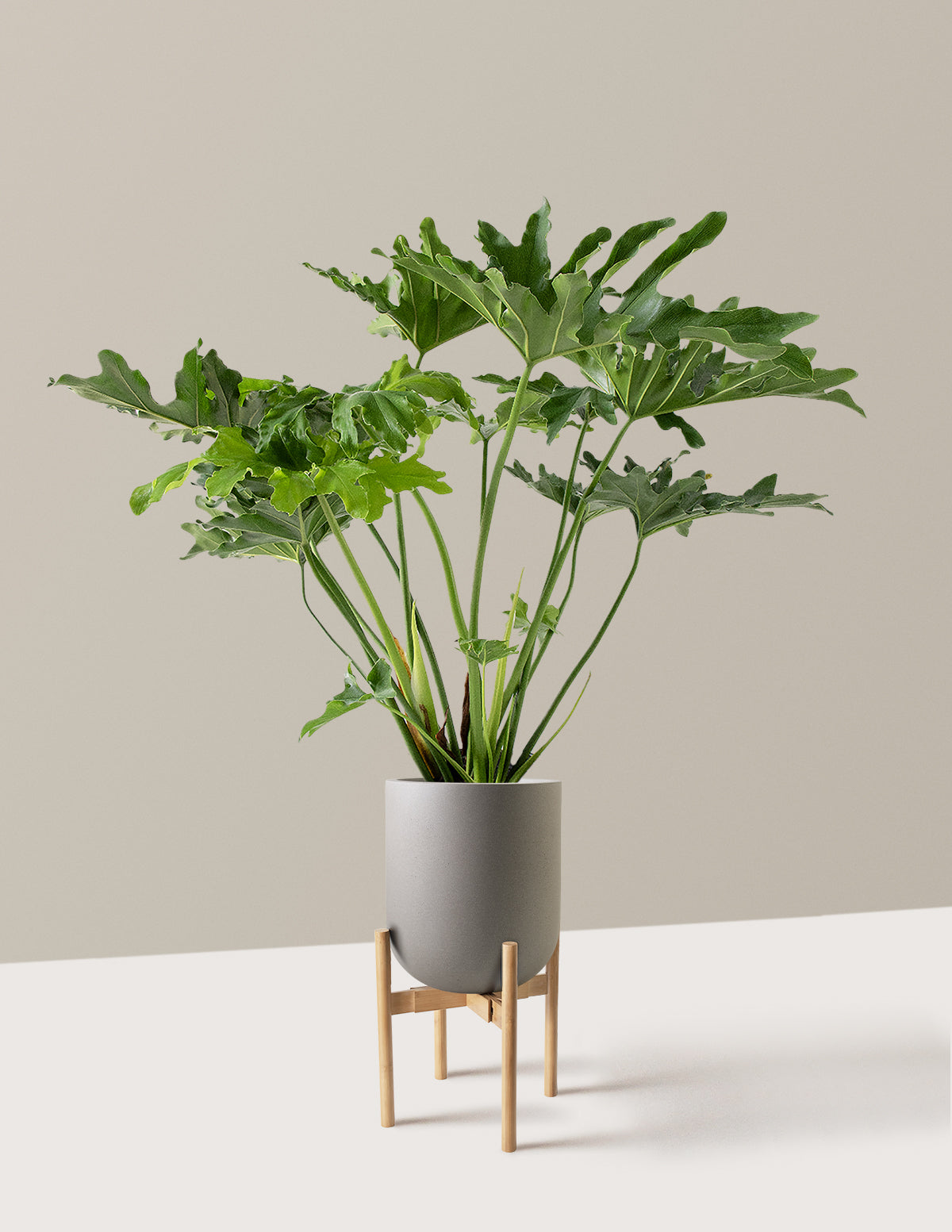 Large Philodendron Selloum Hope