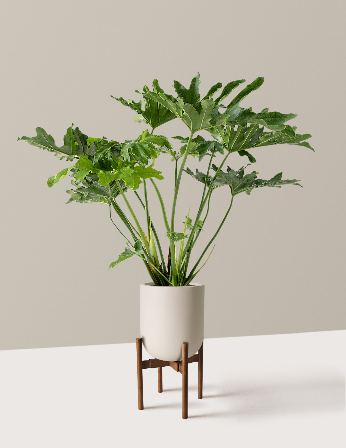 Large Philodendron Selloum Hope
