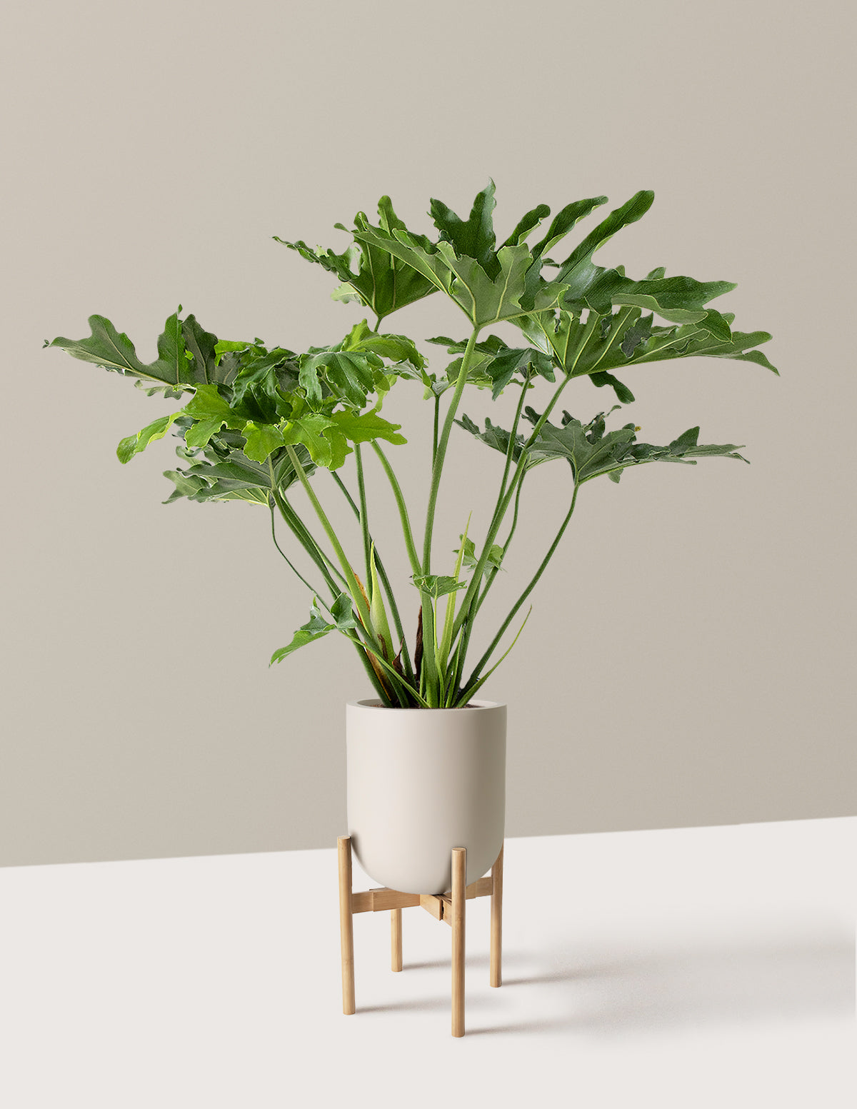 Large Philodendron Selloum Hope