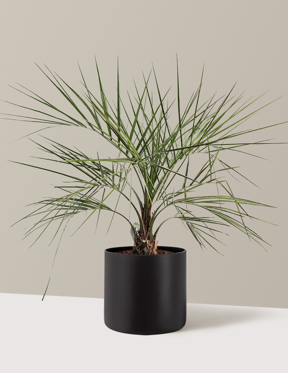 Pindo Palm