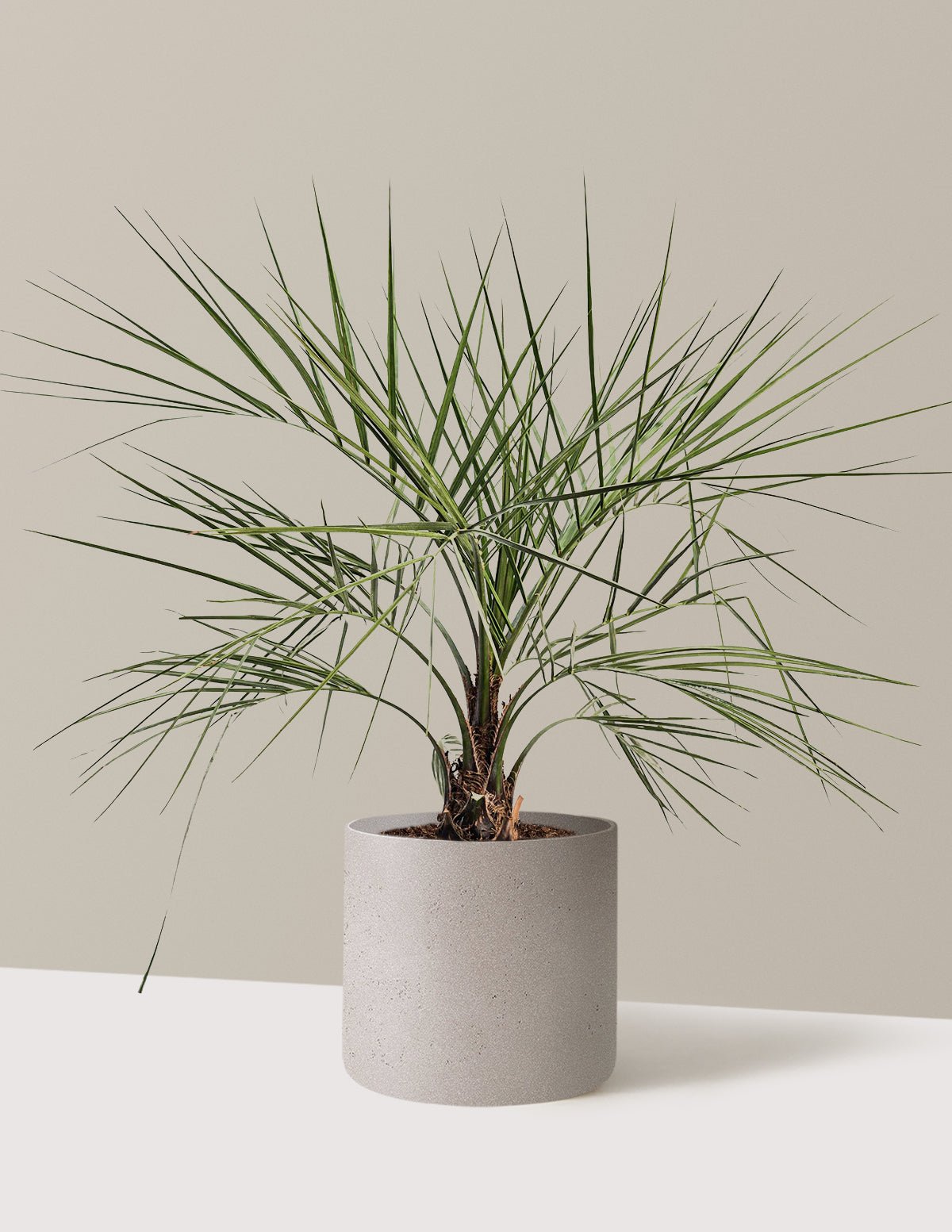 Pindo Palm