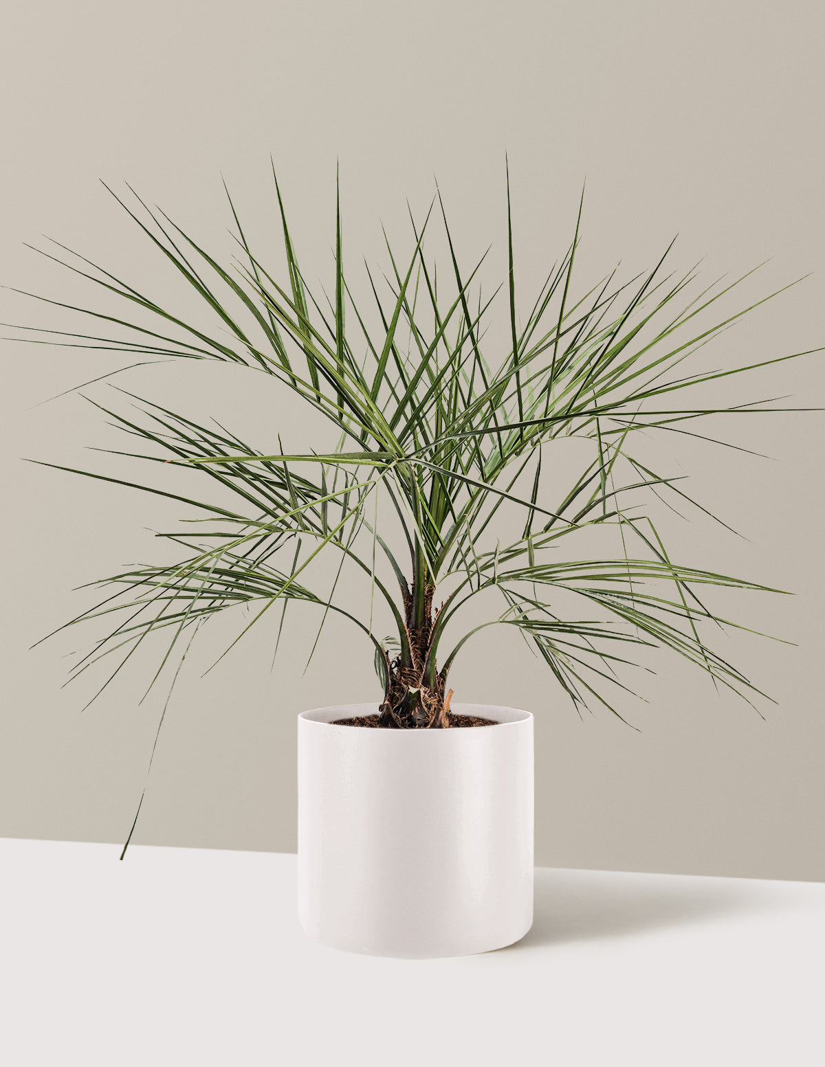 Pindo Palm