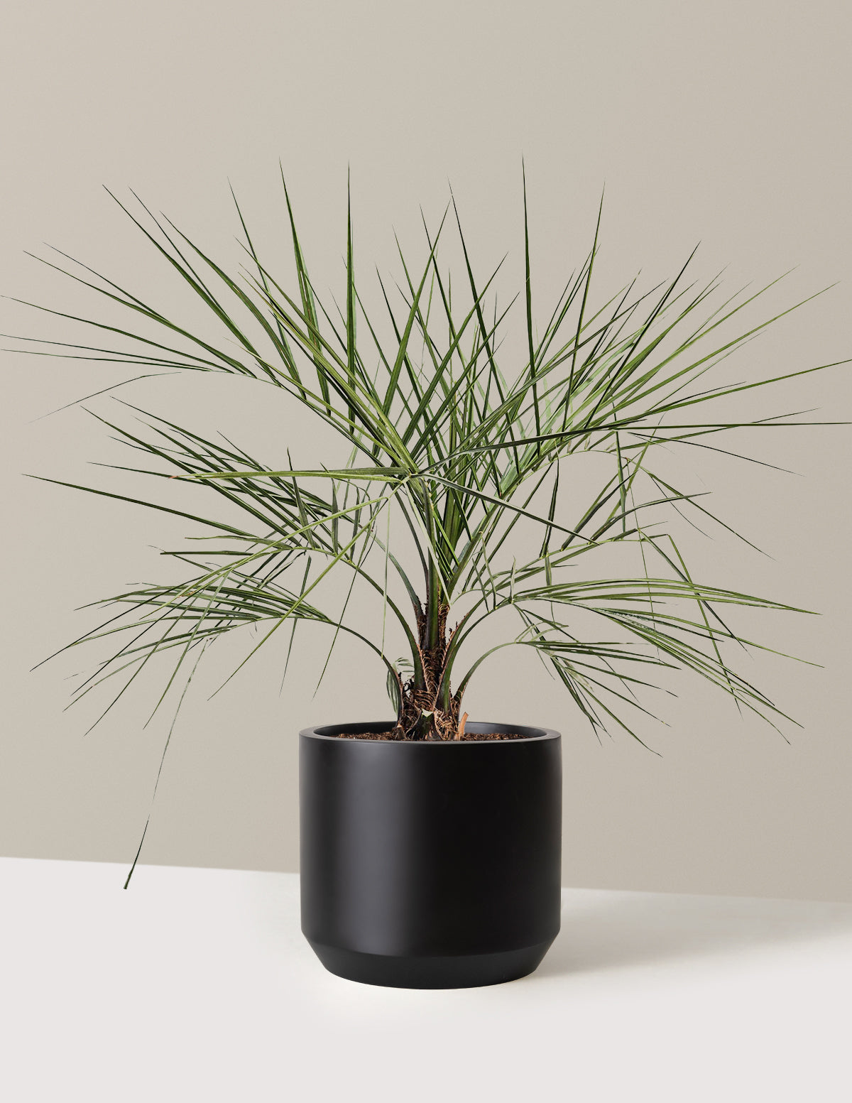 Pindo Palm