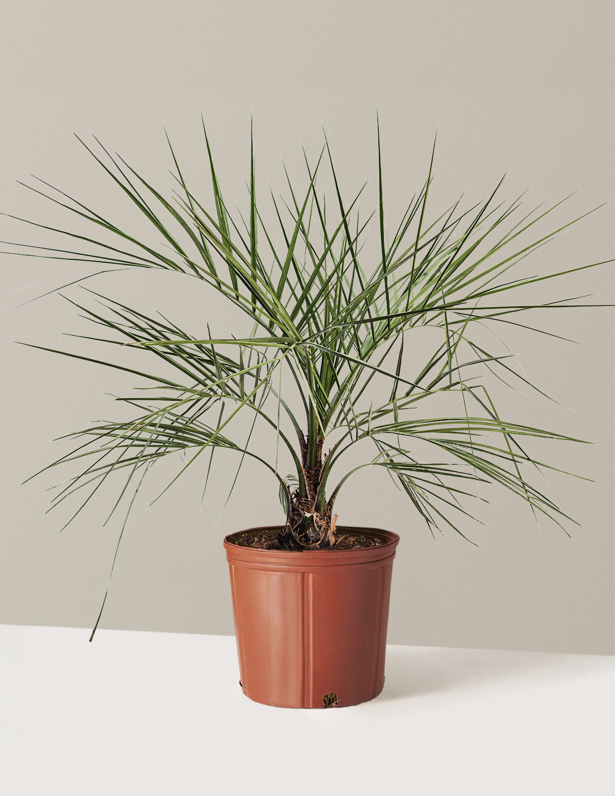 Pindo Palm