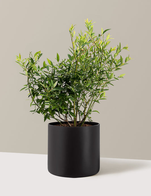 Pink Lemonade Blueberry