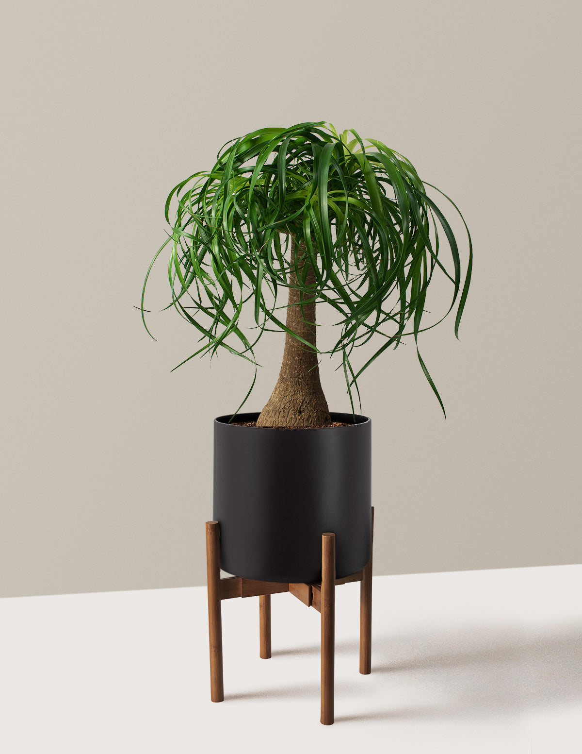 Ponytail Palm