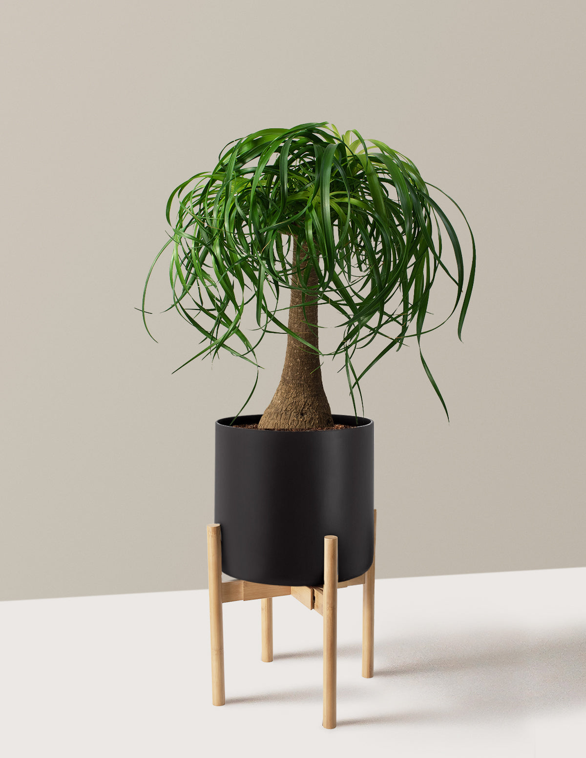 Ponytail Palm