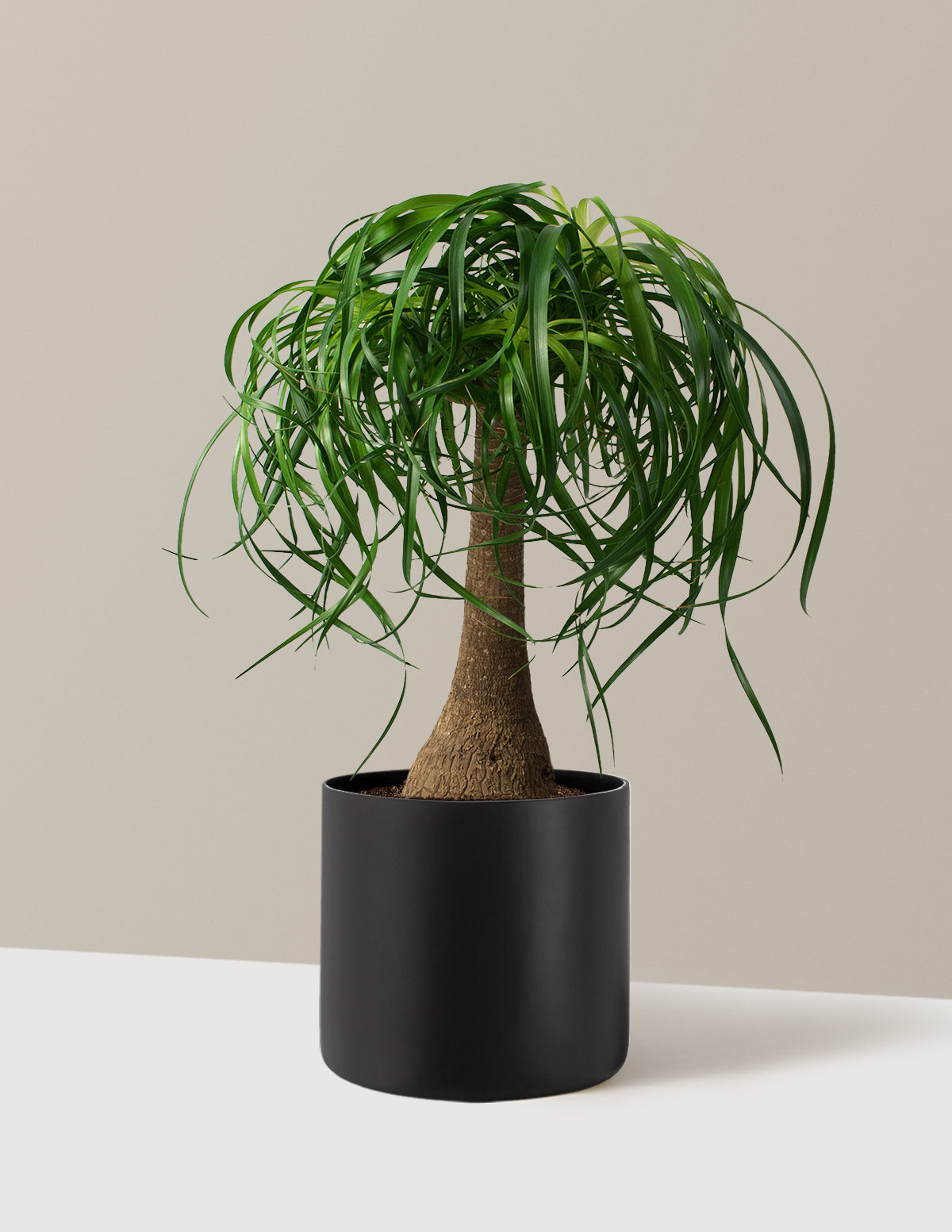 Ponytail Palm