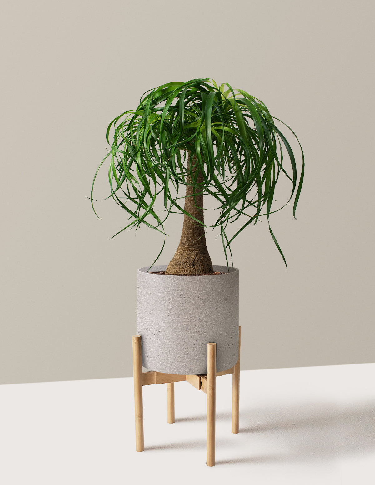 Ponytail Palm