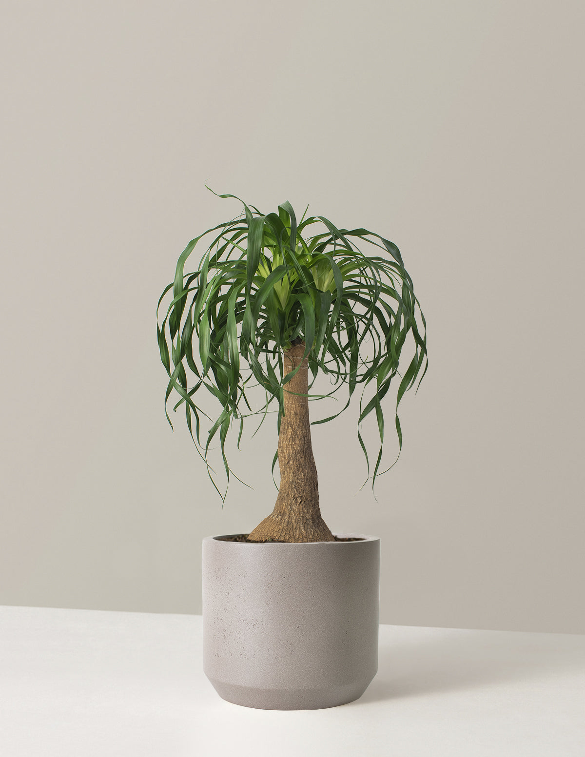 Ponytail Palm