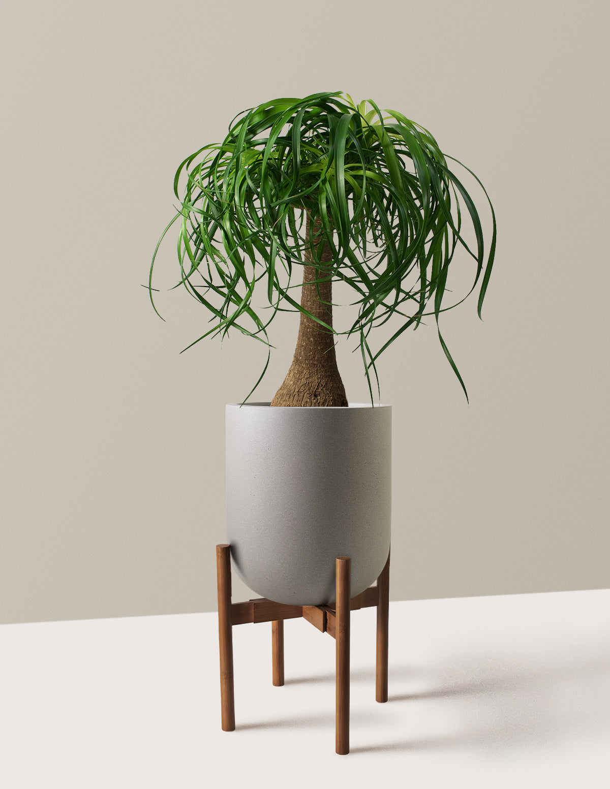 Ponytail Palm