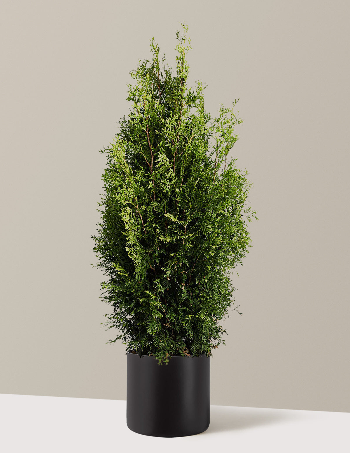 Private Jet™ Arborvitae