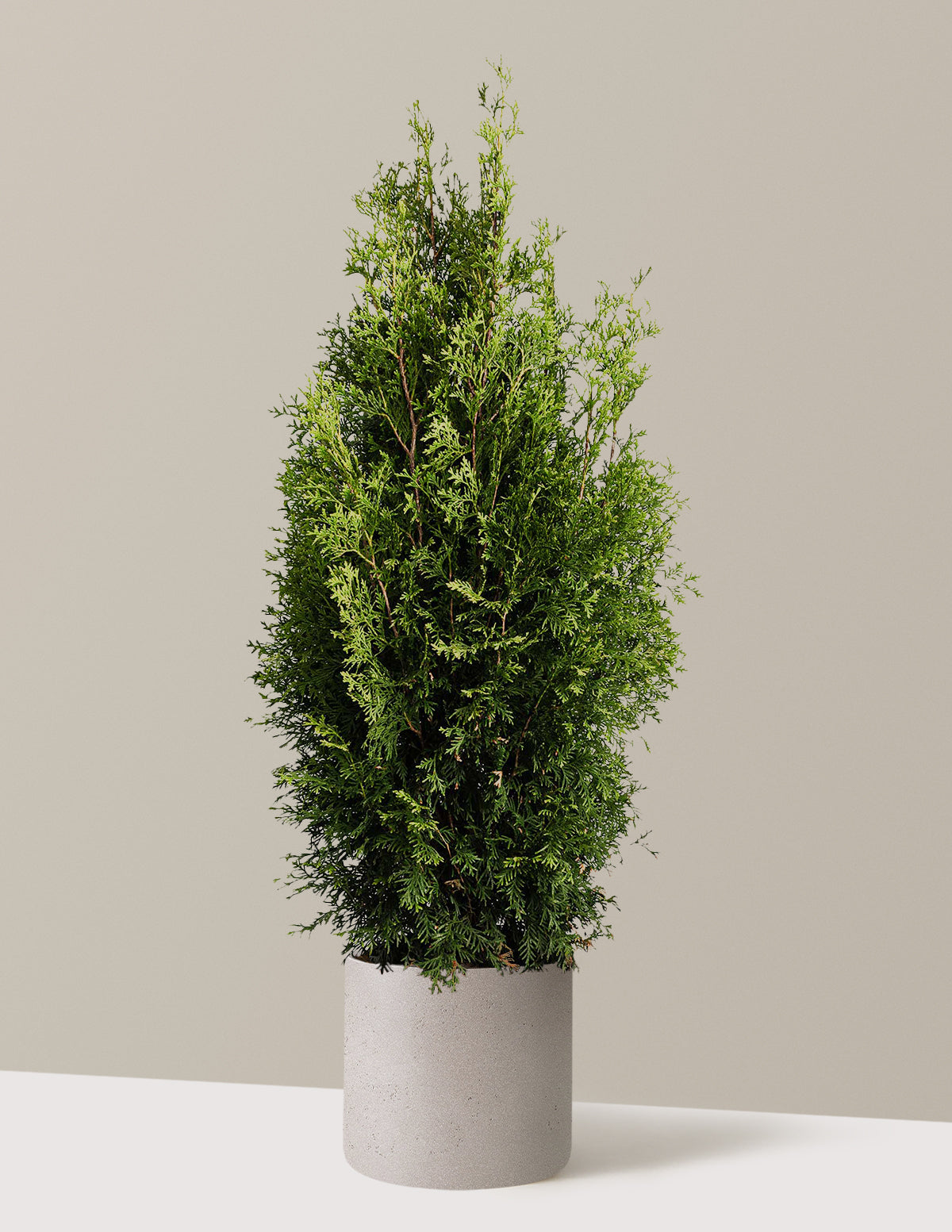 Private Jet™ Arborvitae