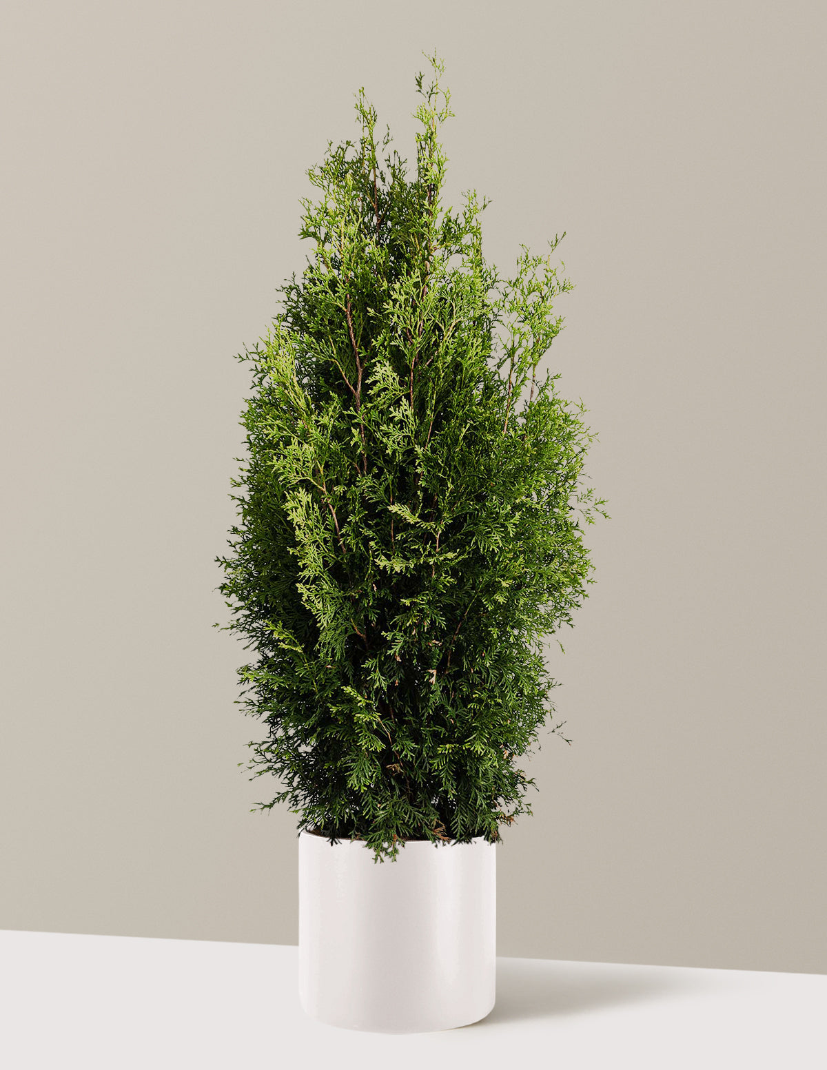 Private Jet™ Arborvitae