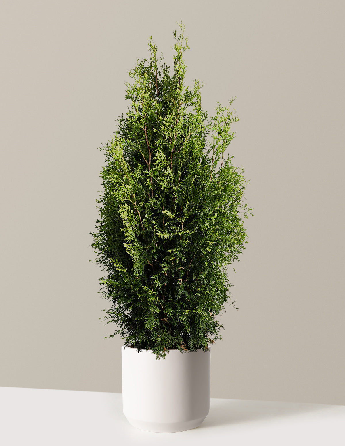 can you plant an arborvitae in a pot Private Jet™ Arborvitae