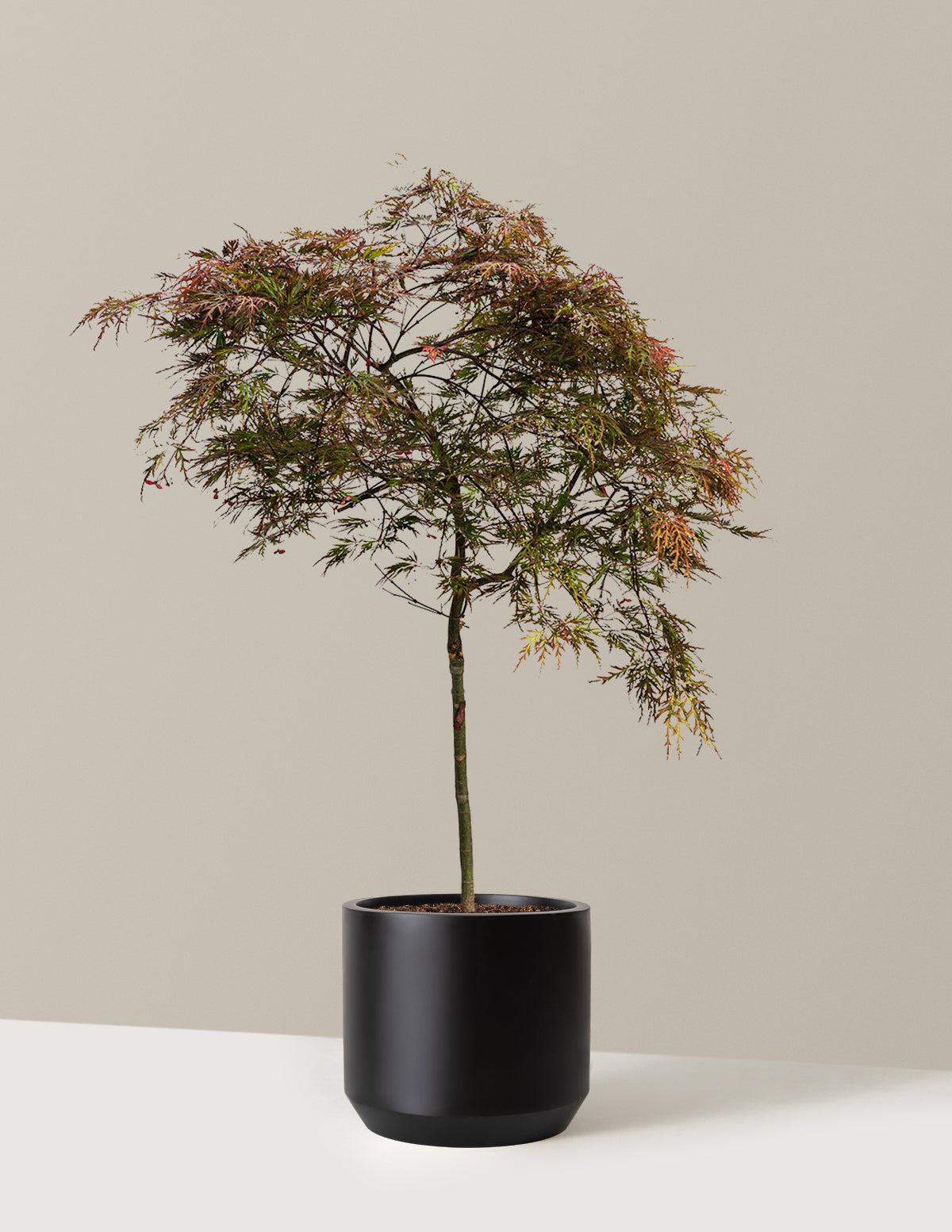 Red Dragon Japanese Maple Tree