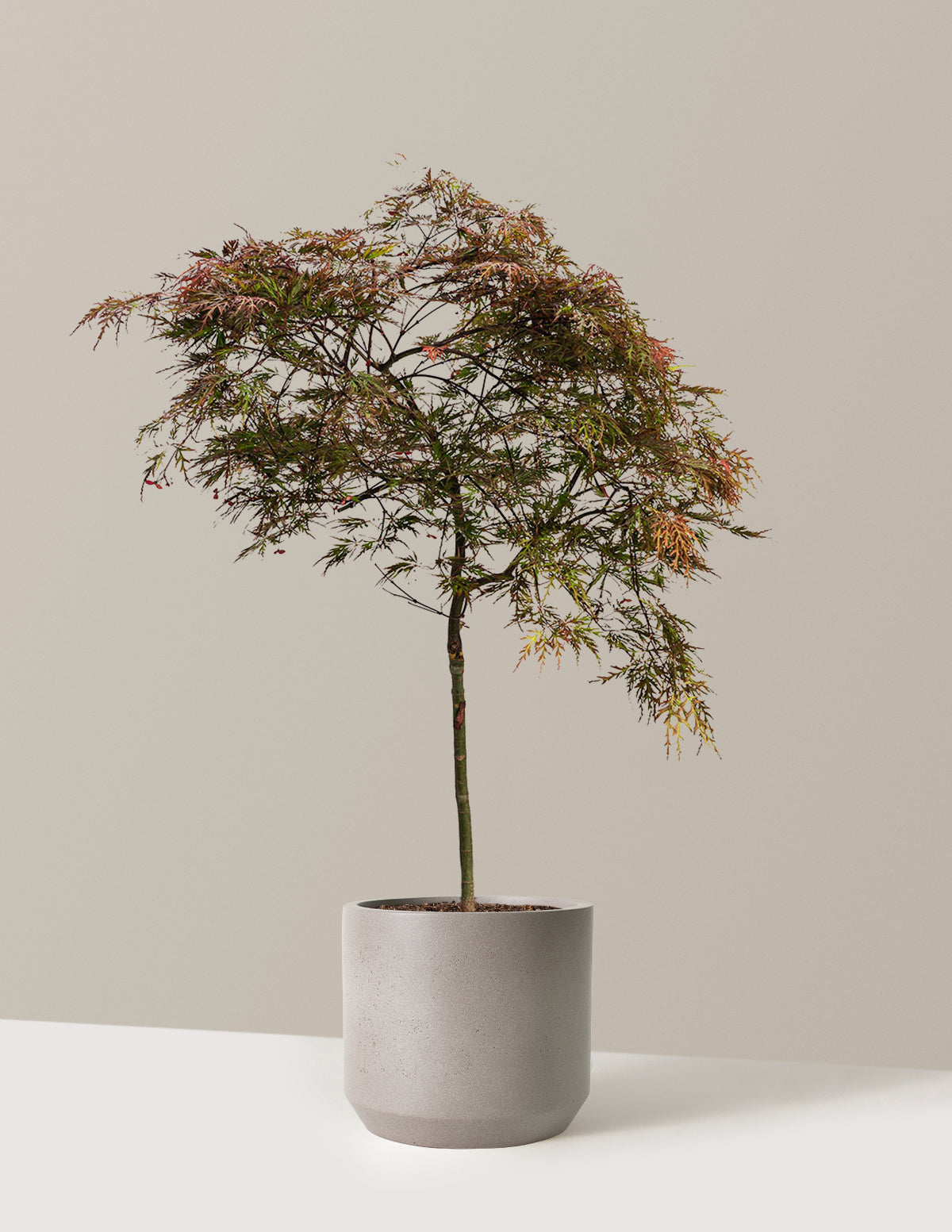 Red Dragon Japanese Maple Tree