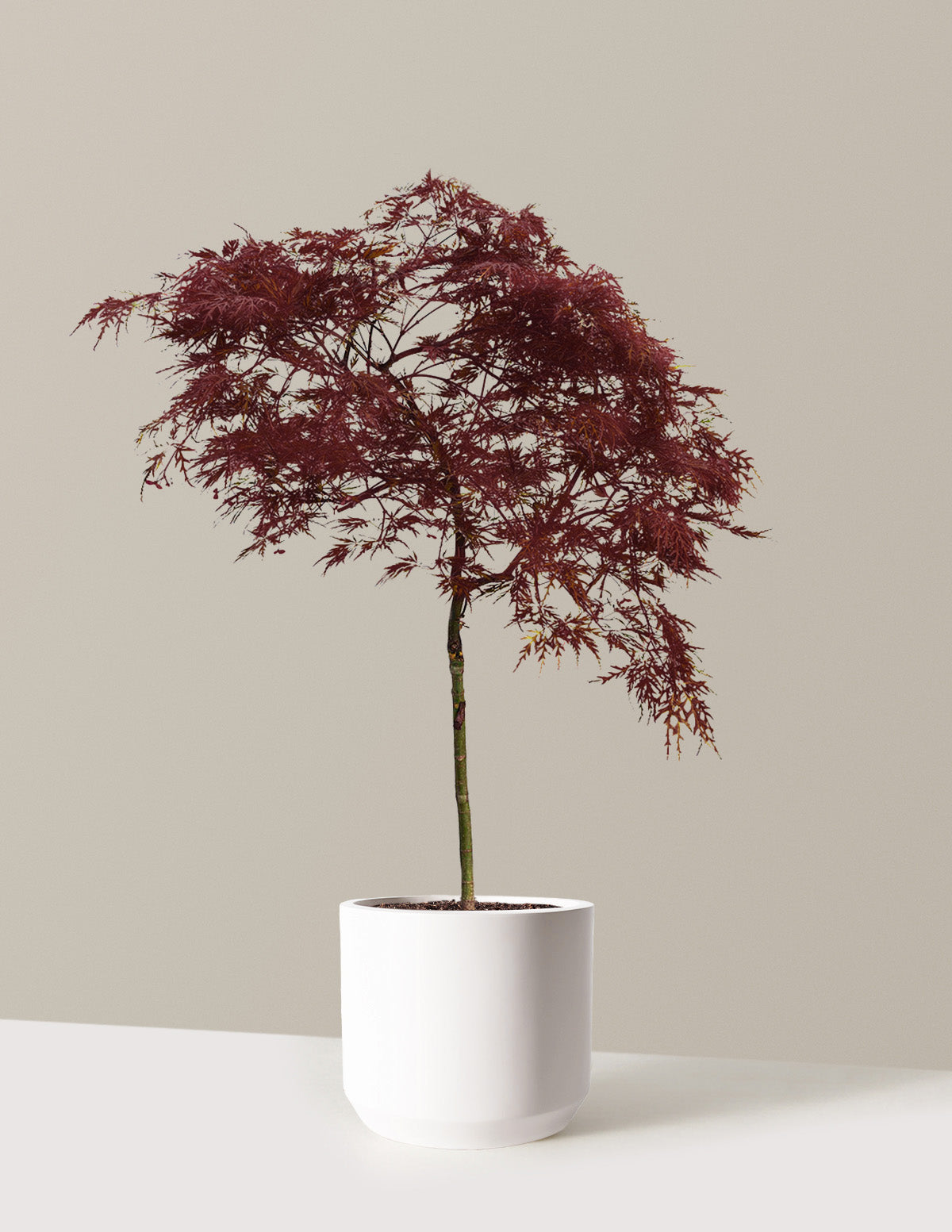 Red Dragon Japanese Maple Tree