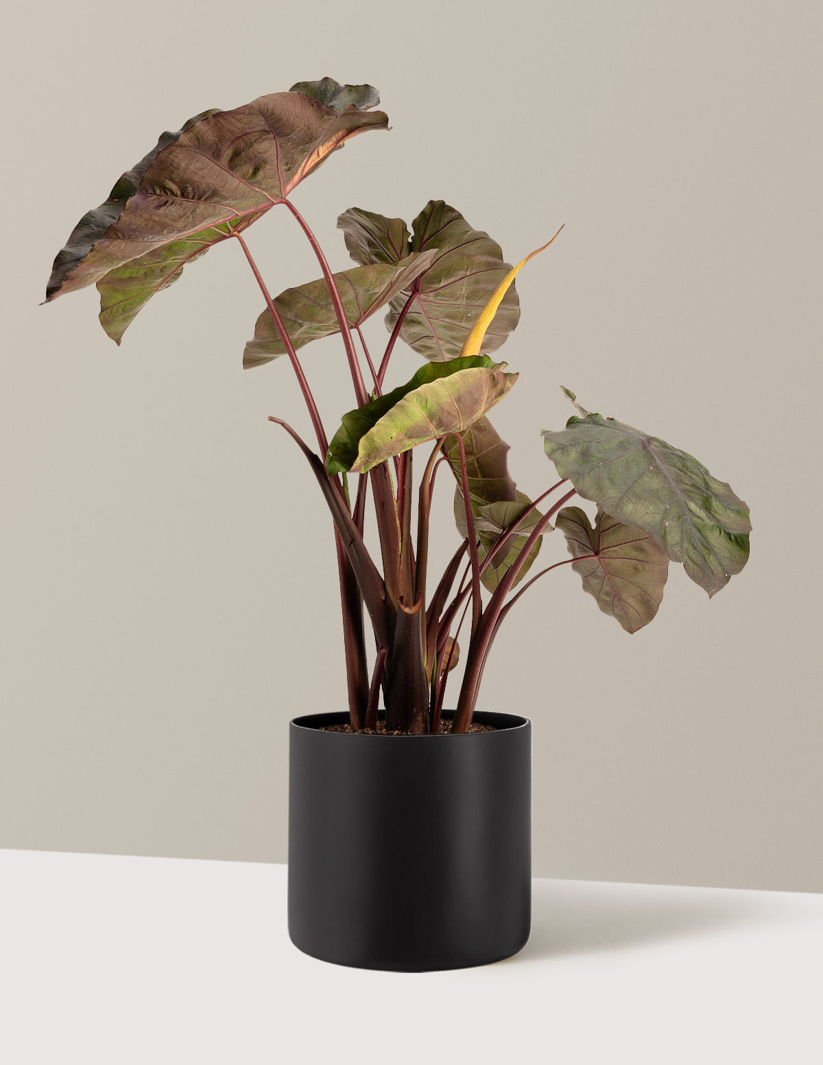 Redemption™ Colocasia