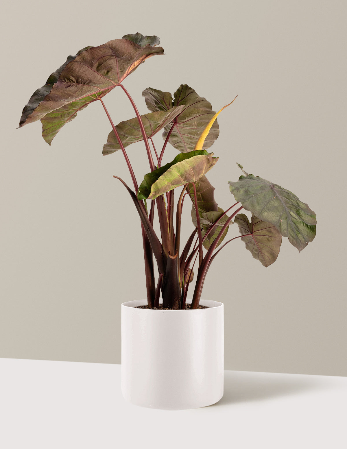 Redemption™ Colocasia