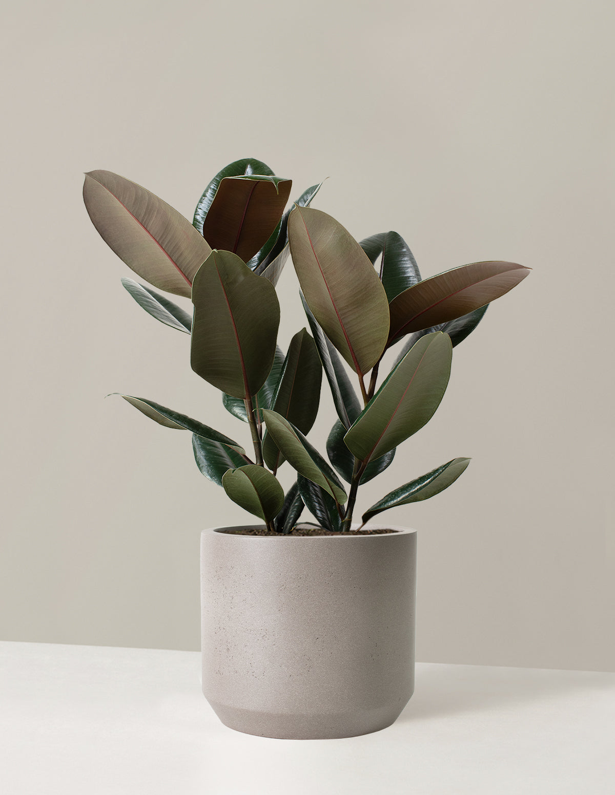 Ficus Burgundy Rubber Plant