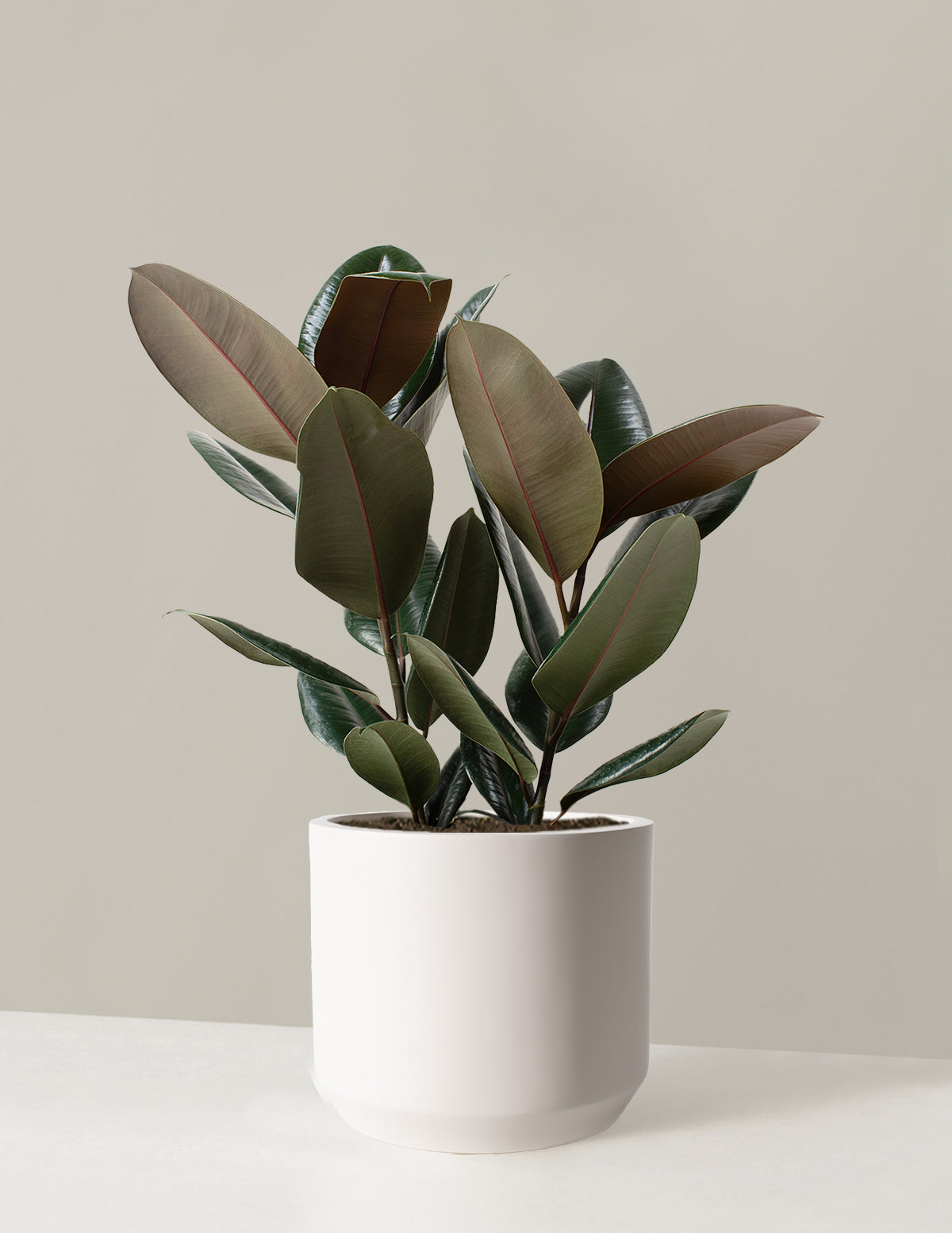 Ficus Burgundy Rubber Plant